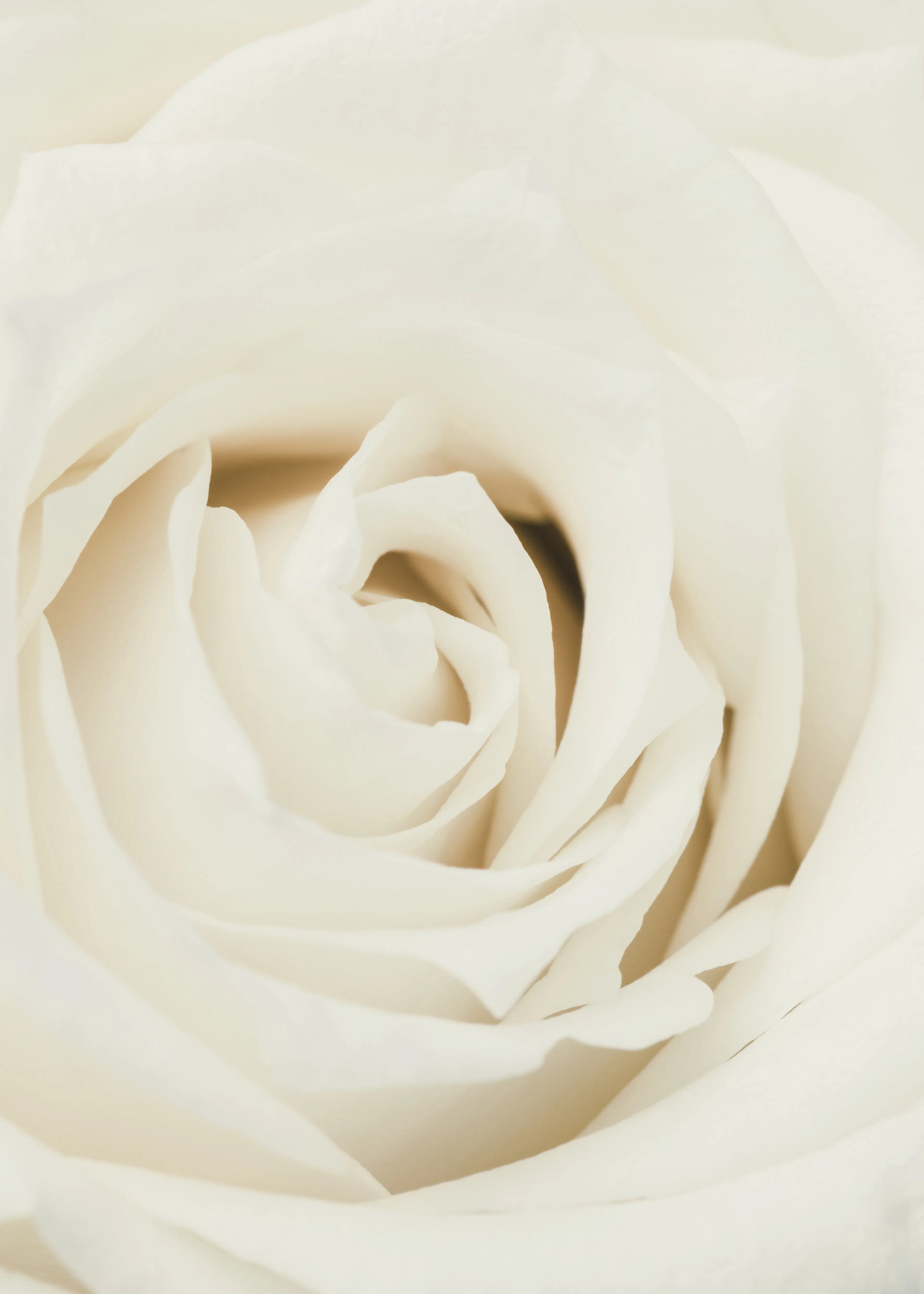 Pure Elegance Poster 0