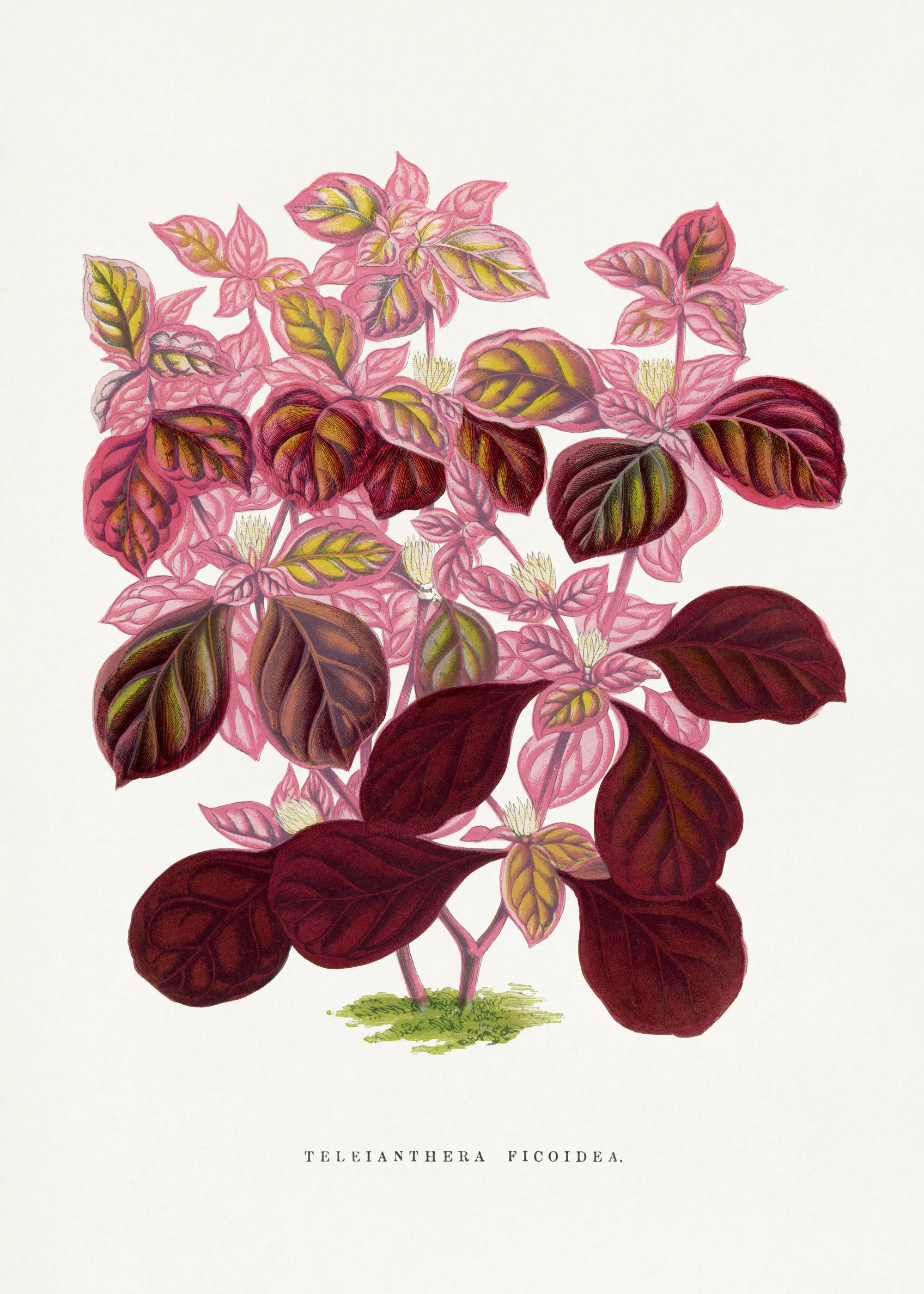 Roze Gebladerte Poster 0