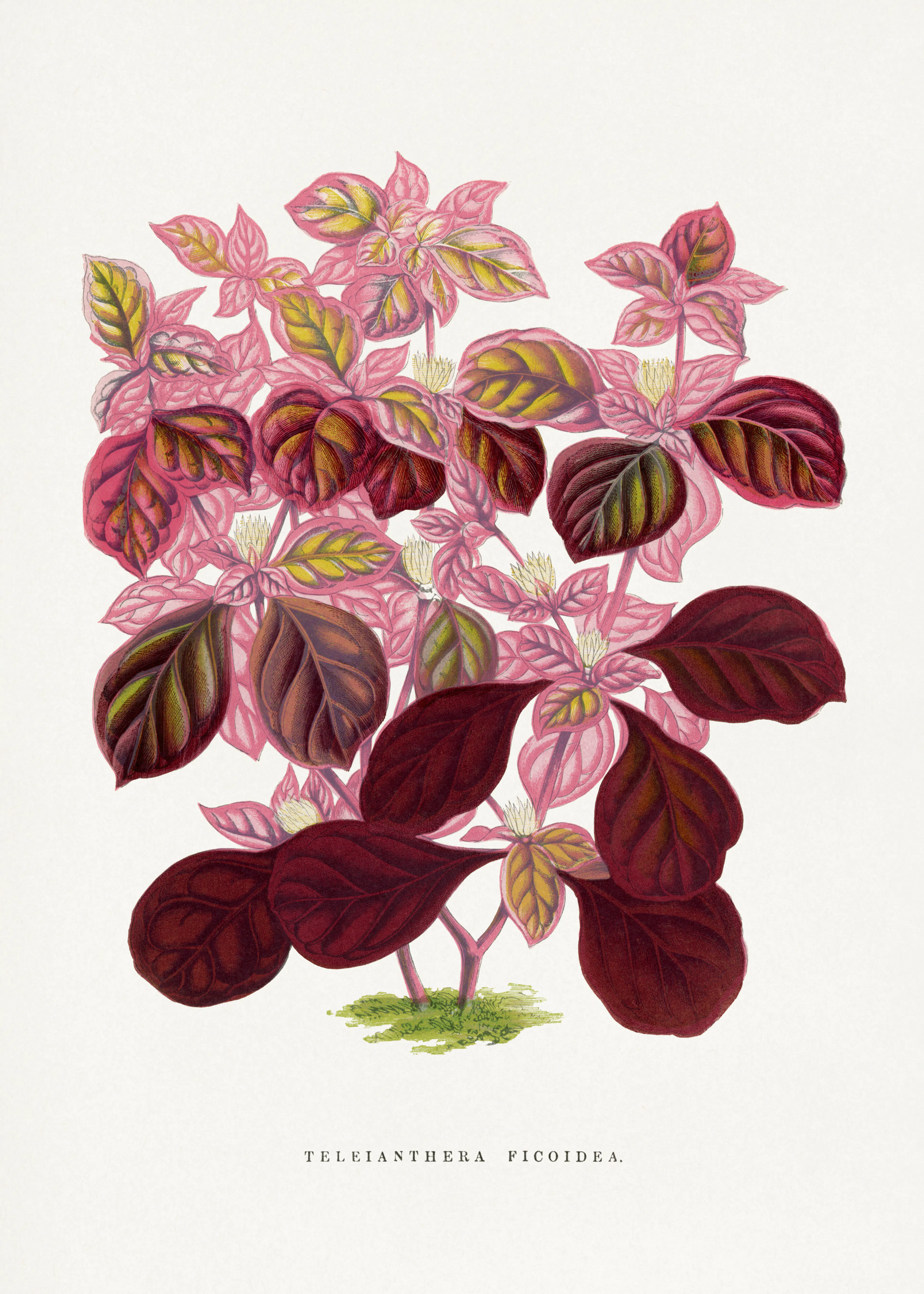 Pink Foliage Poster 0