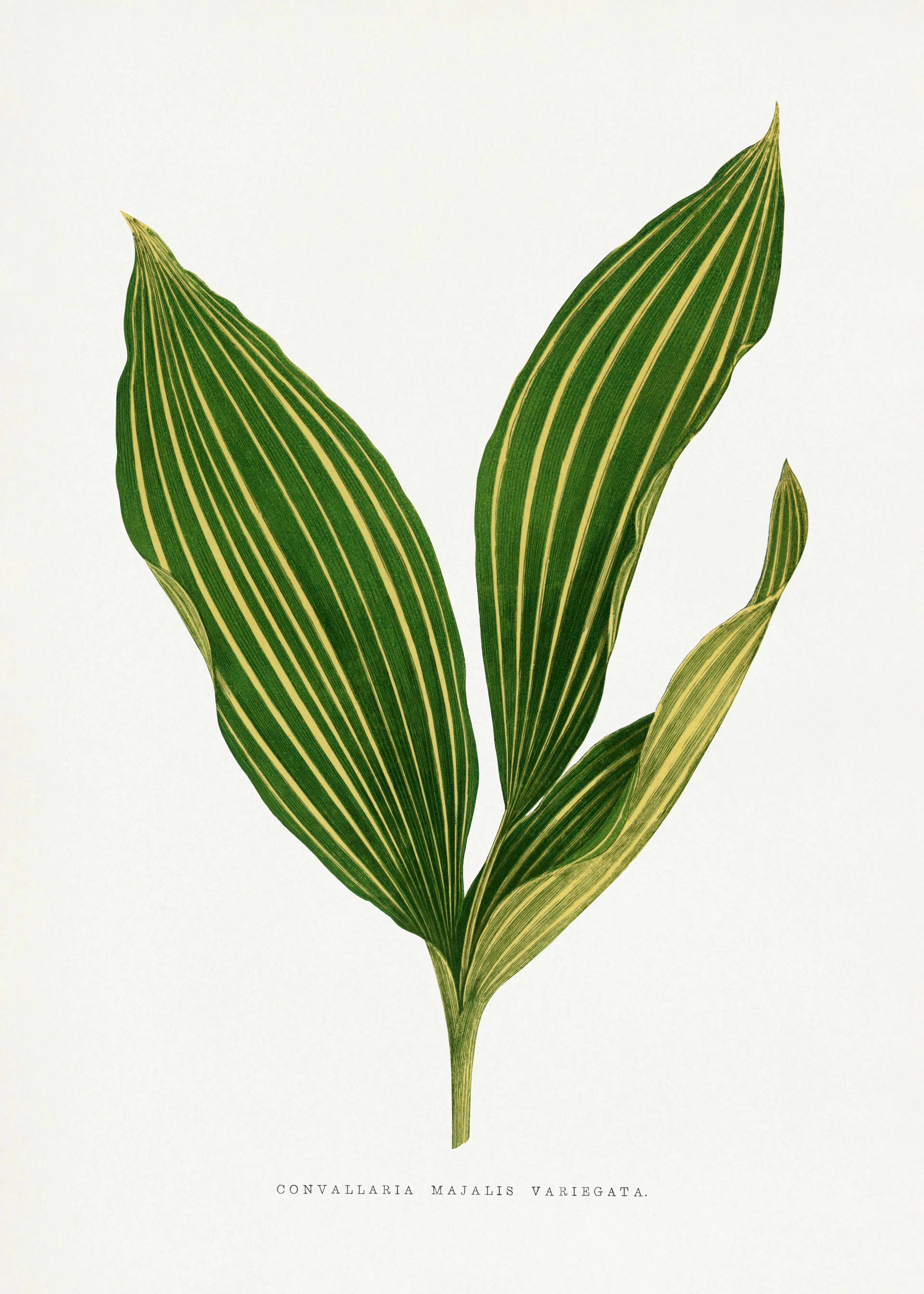 Emerald Tropical Elegance Poster 0