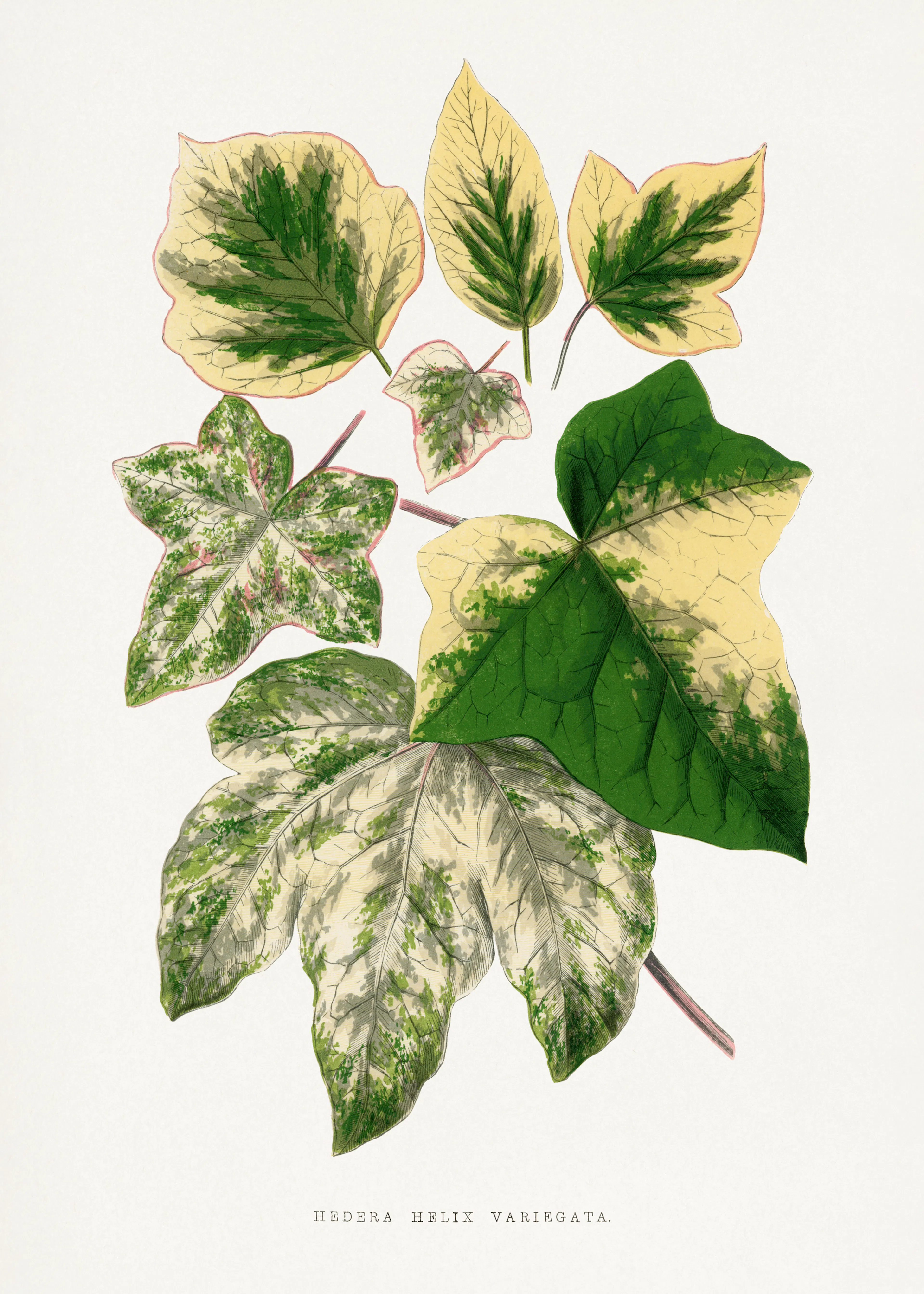 Variegated Leaves Poster 0