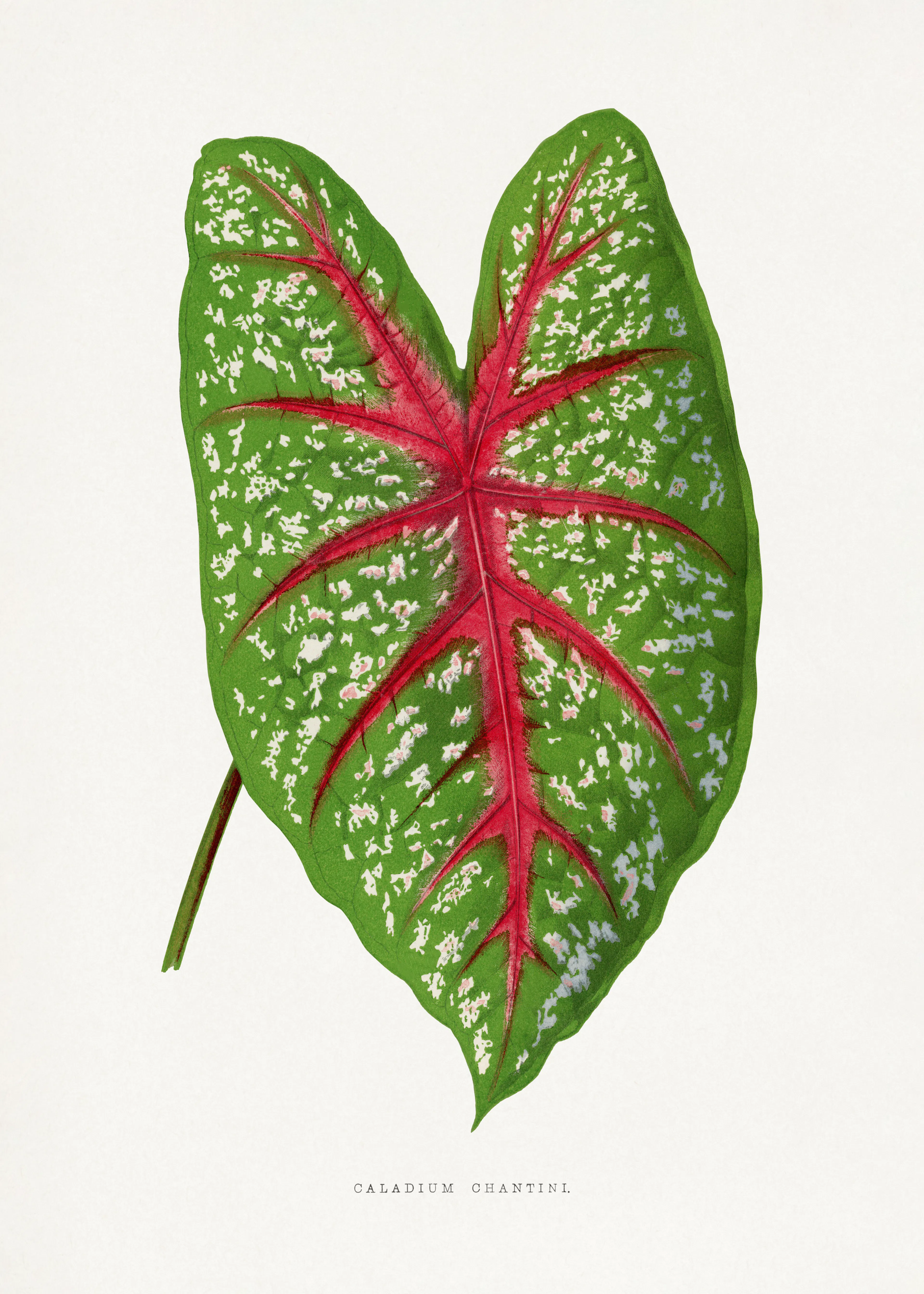 Tropical Caladium Poster 0