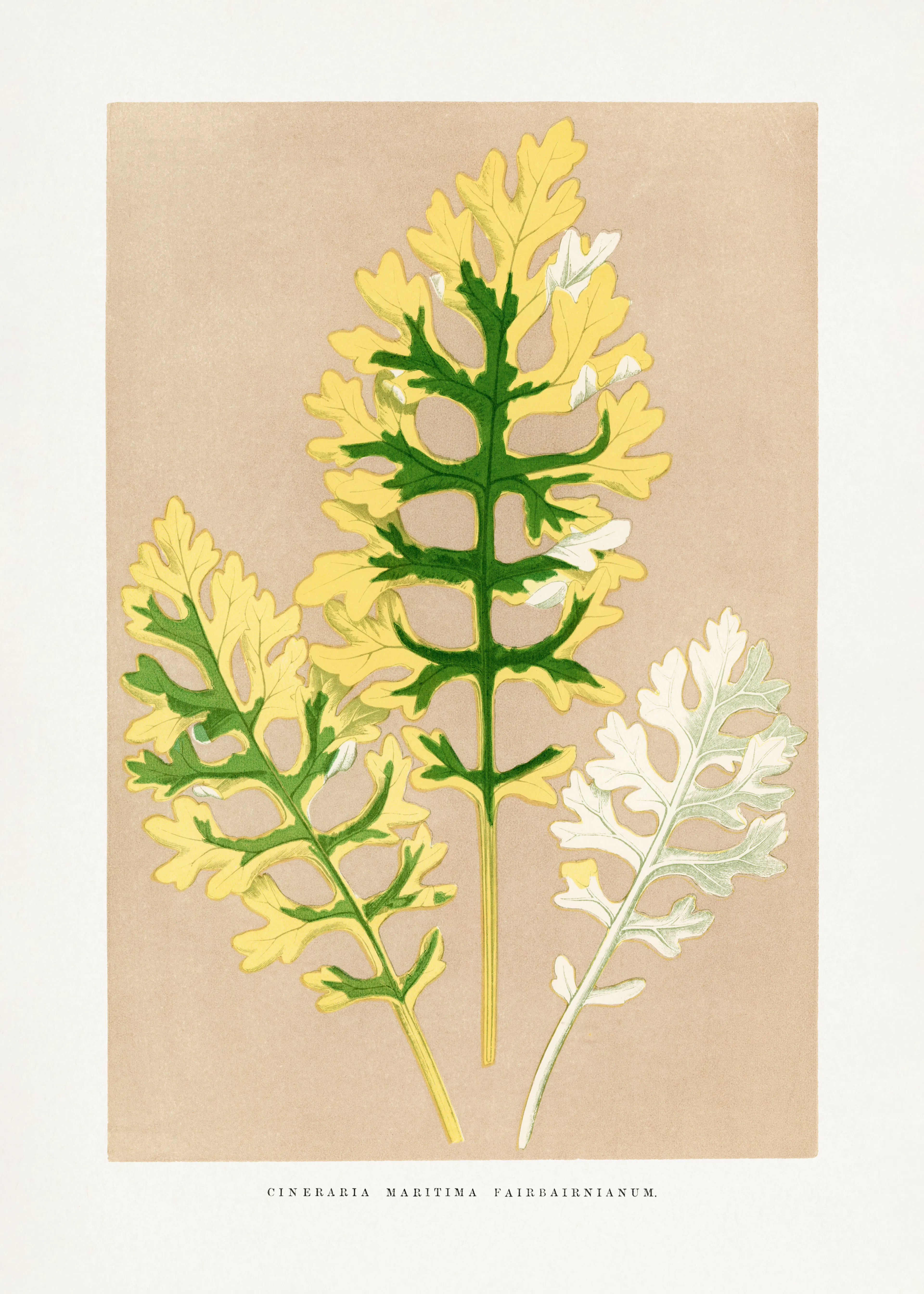 Yellow Herbarium Poster 0