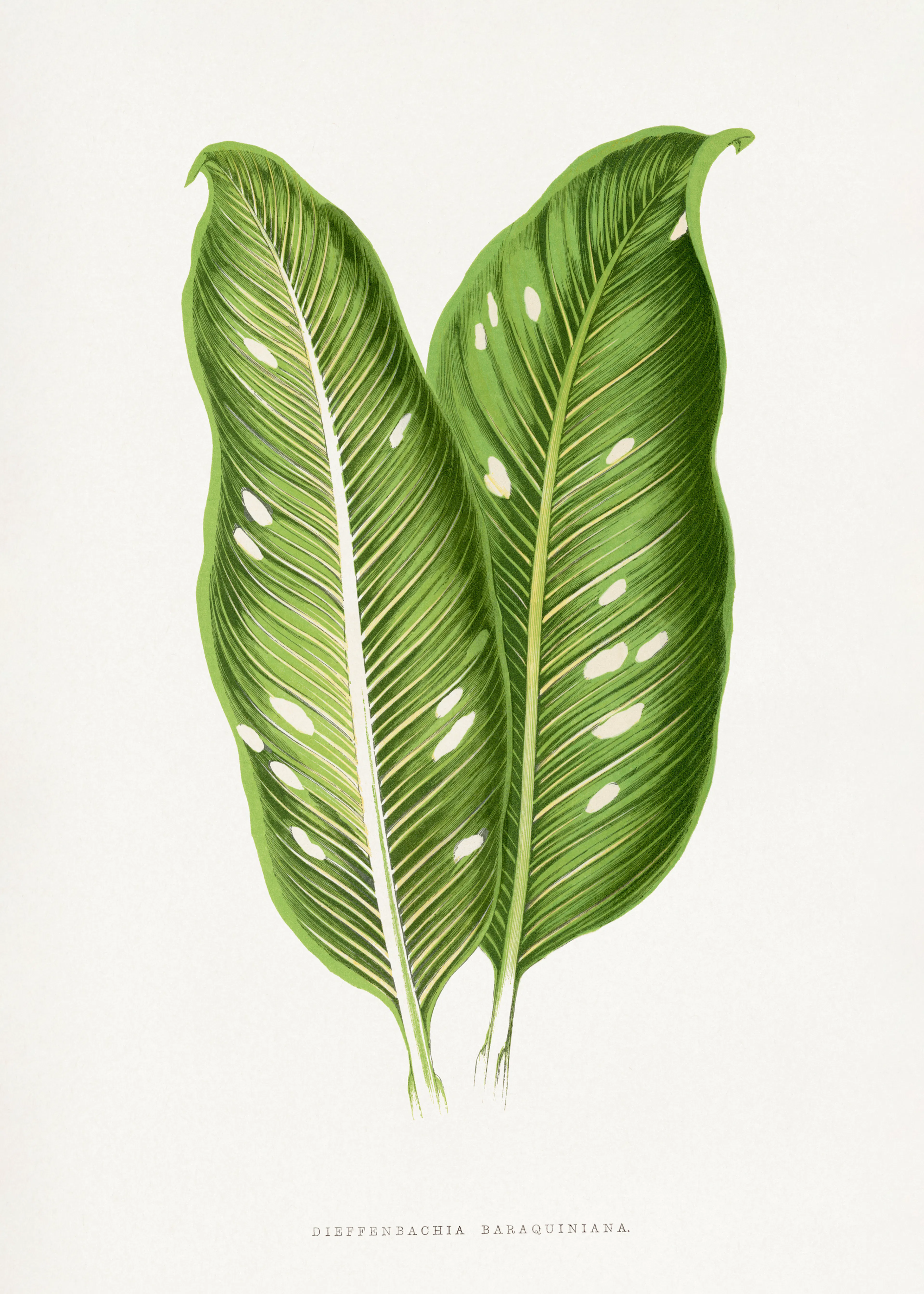 Green Leaf Art Poster 0