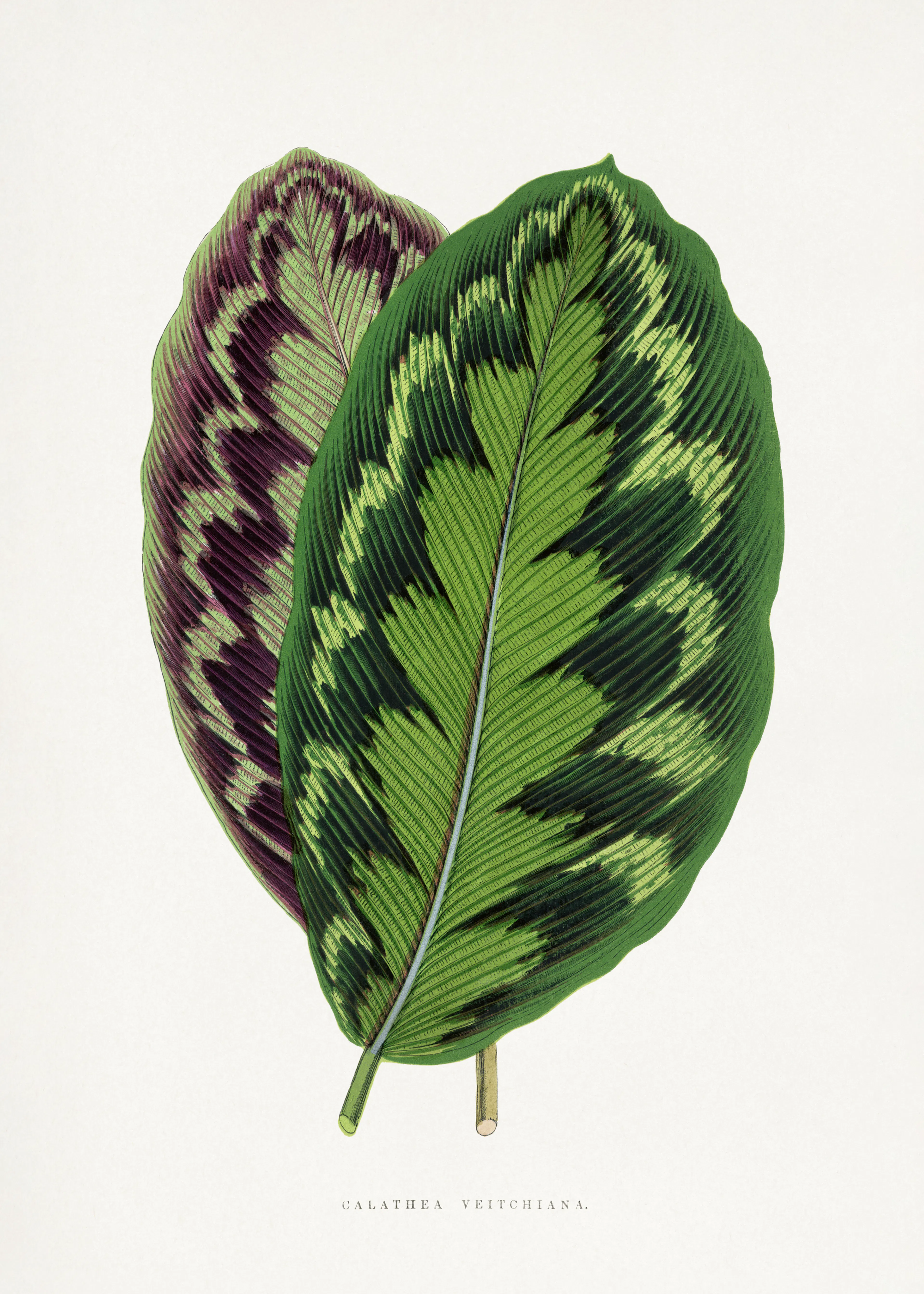 Emerald Tropical Leaves Poster 0