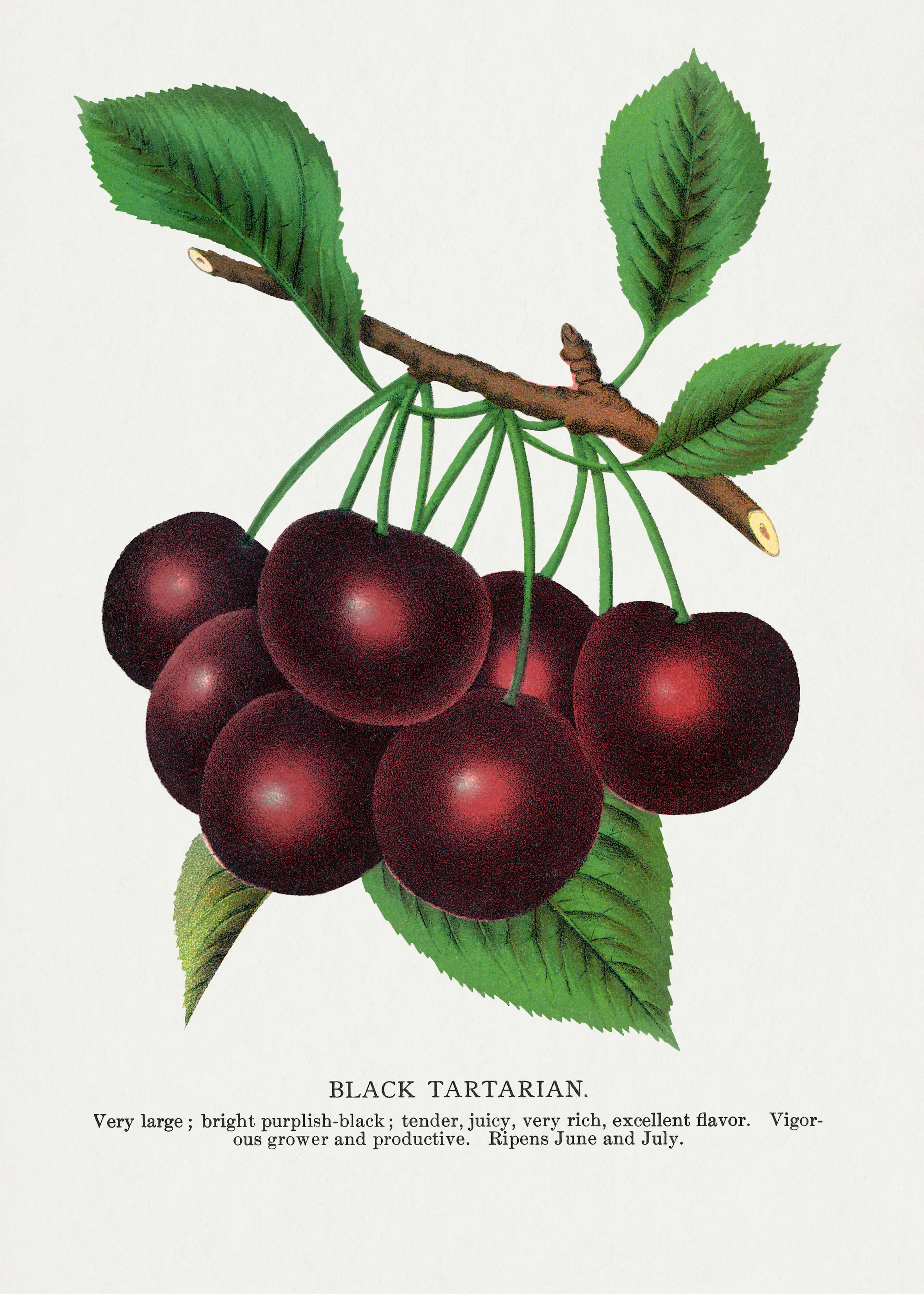 Black Tasmanian Cherry Poster 0