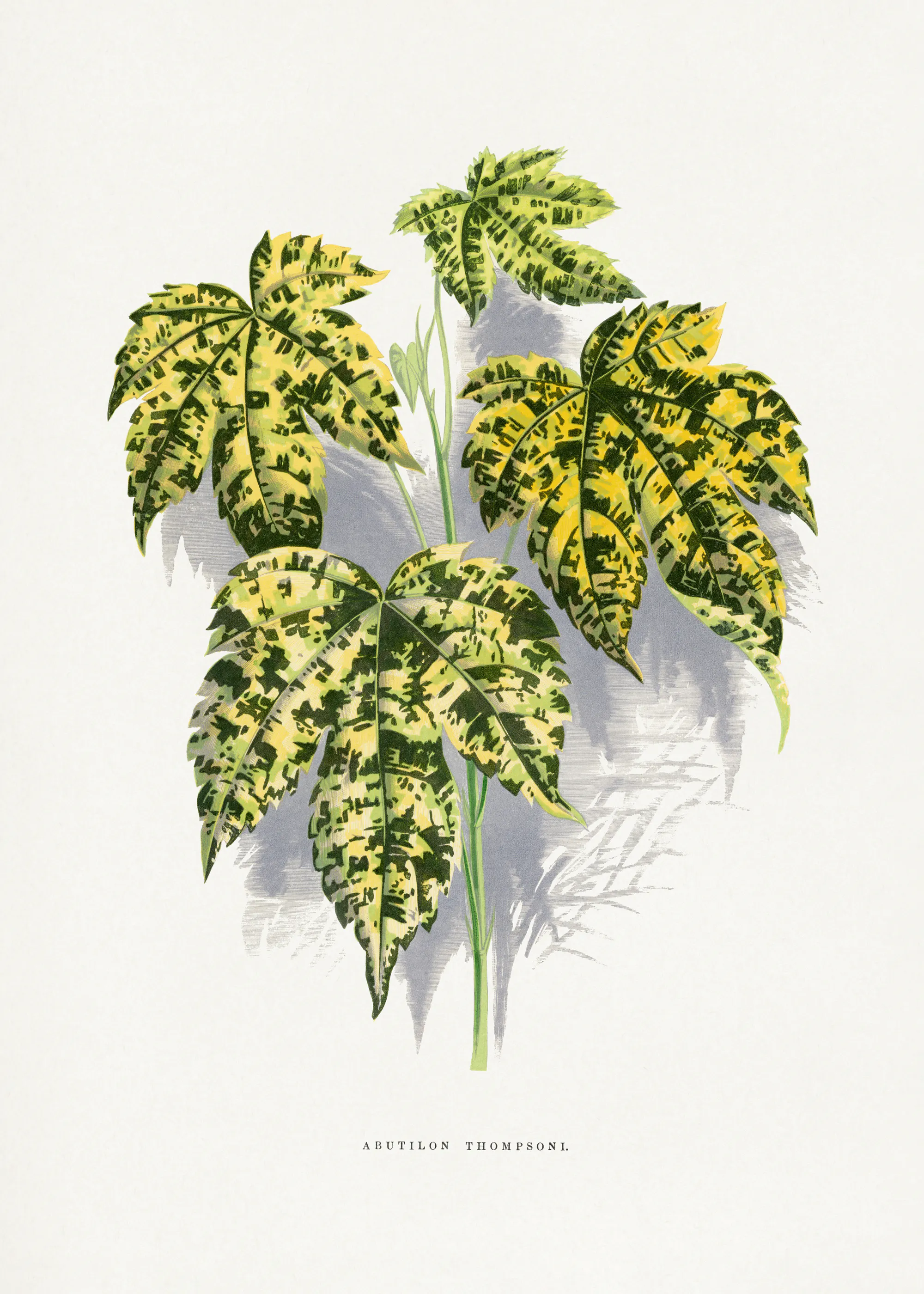 Hojas Verdes Variegadas Póster 0