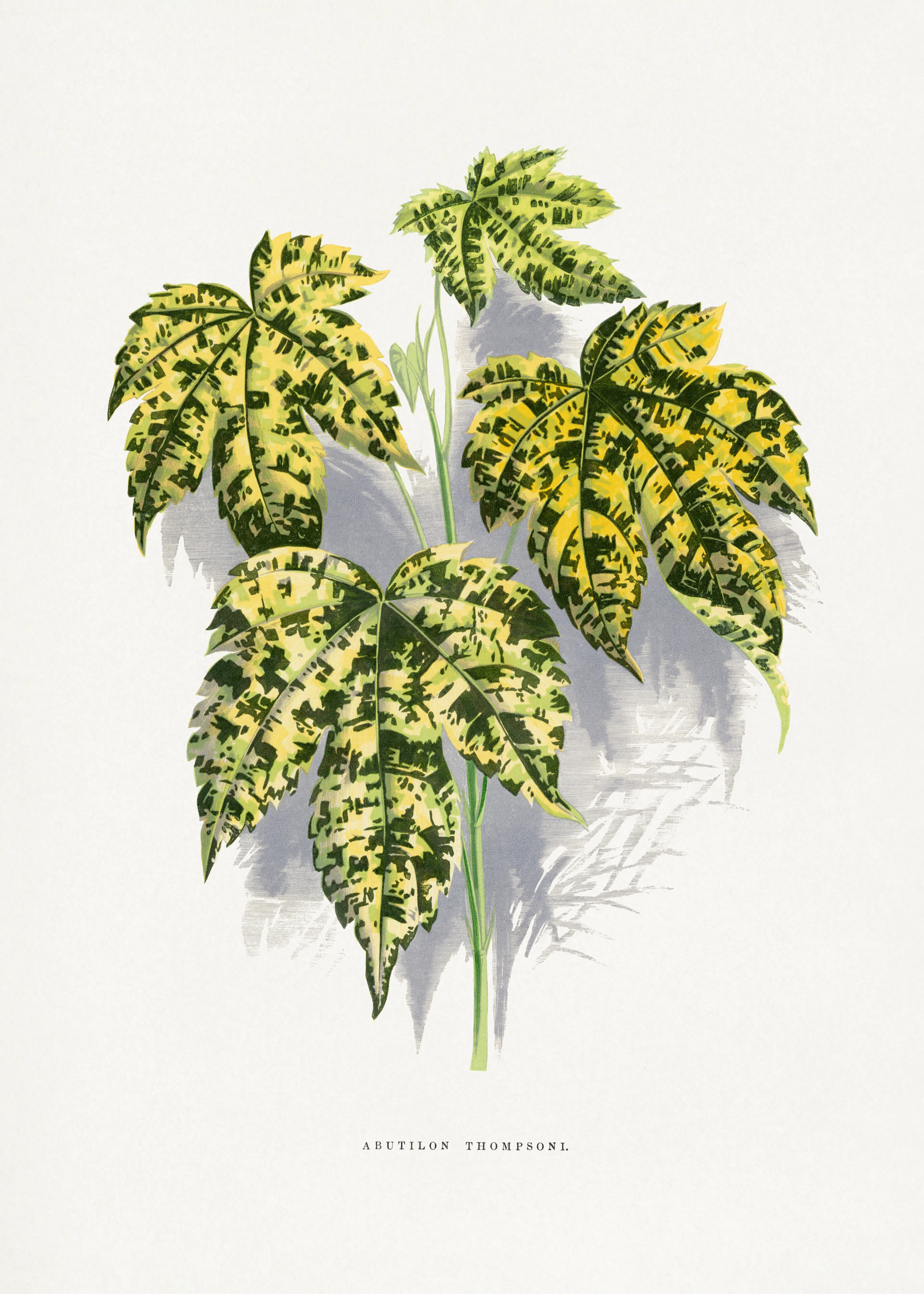 Green Variegated Leaves Poster 0