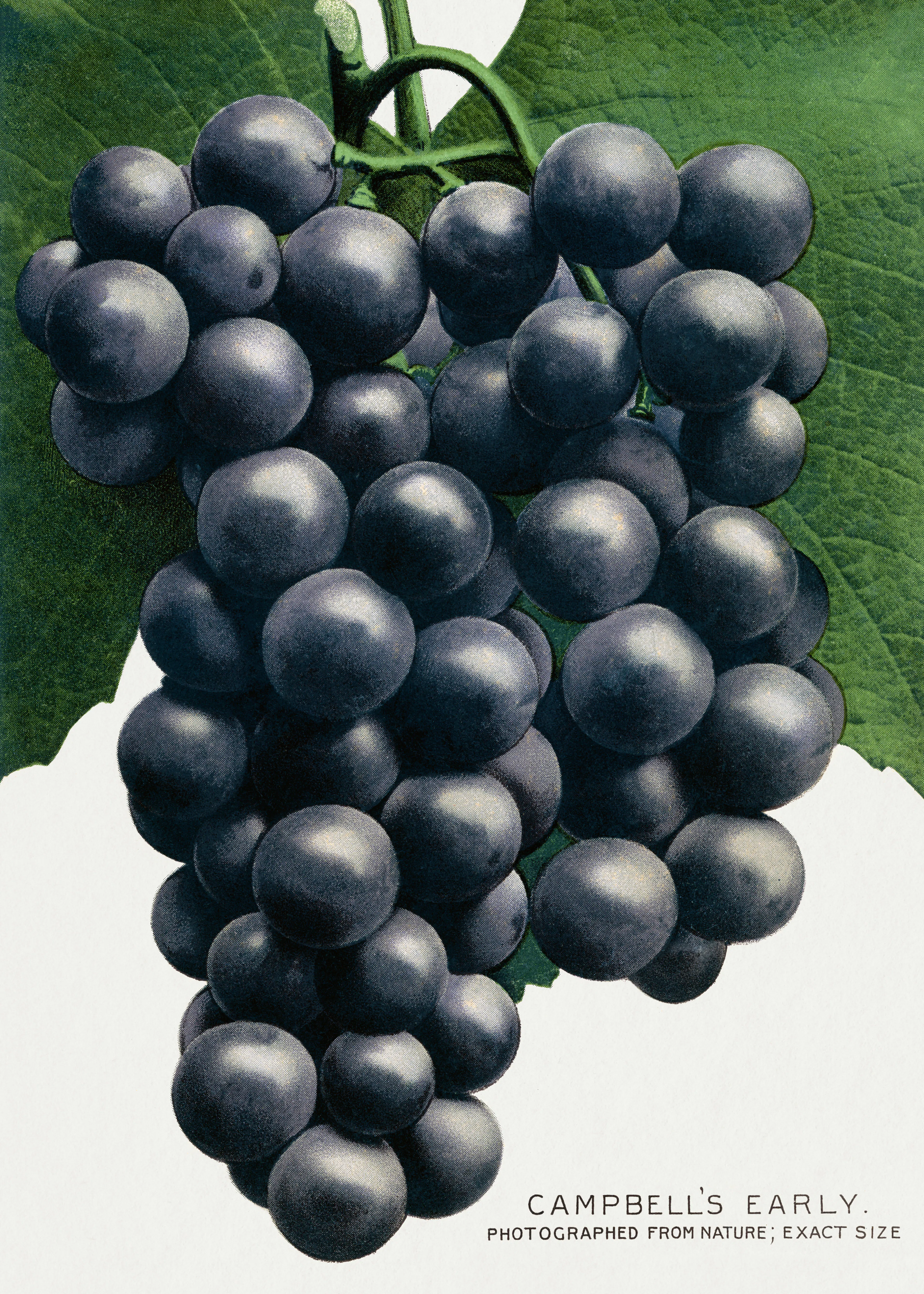 Campbell Early Grapes Poster 0