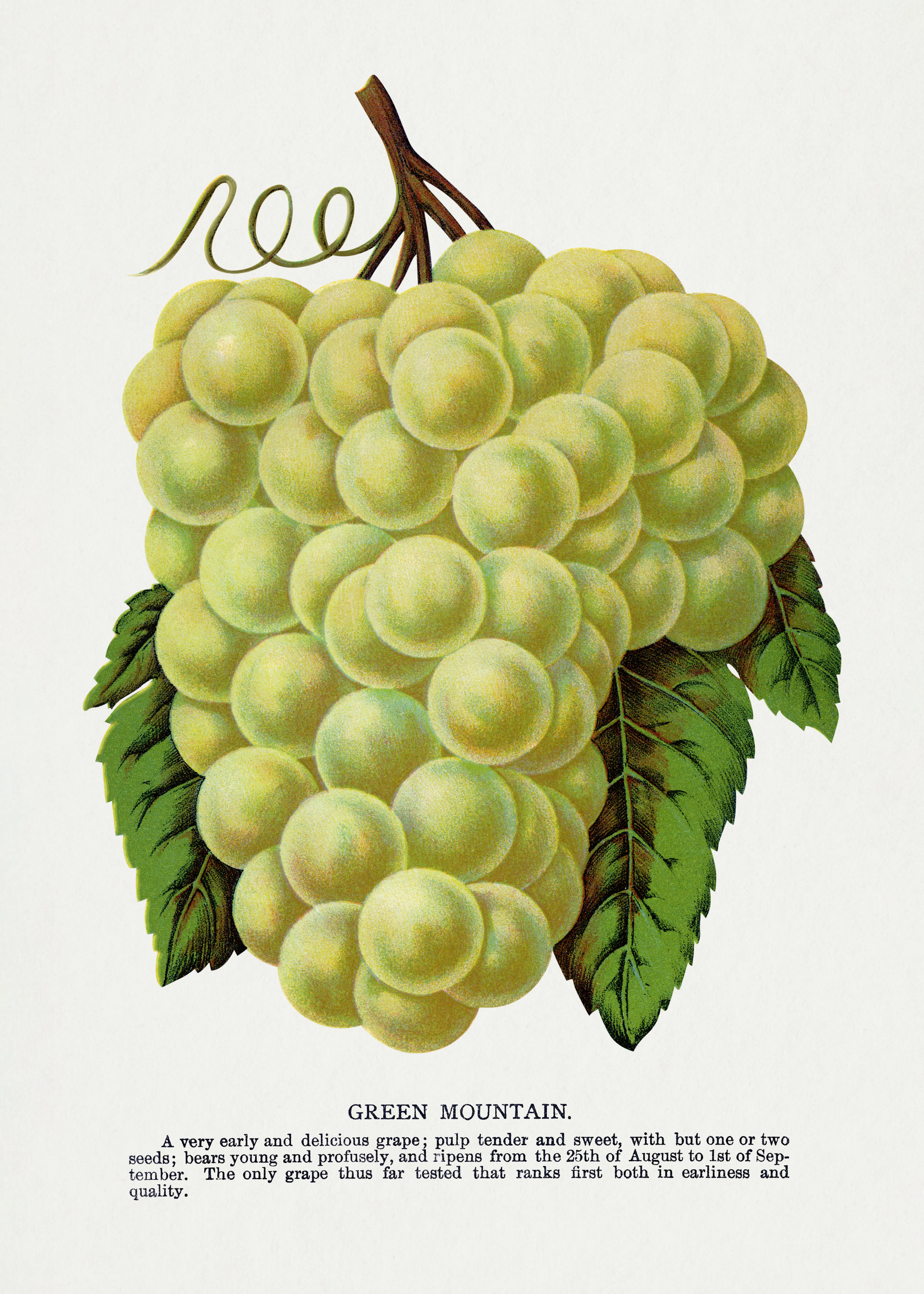 Golden Grapes Poster 0