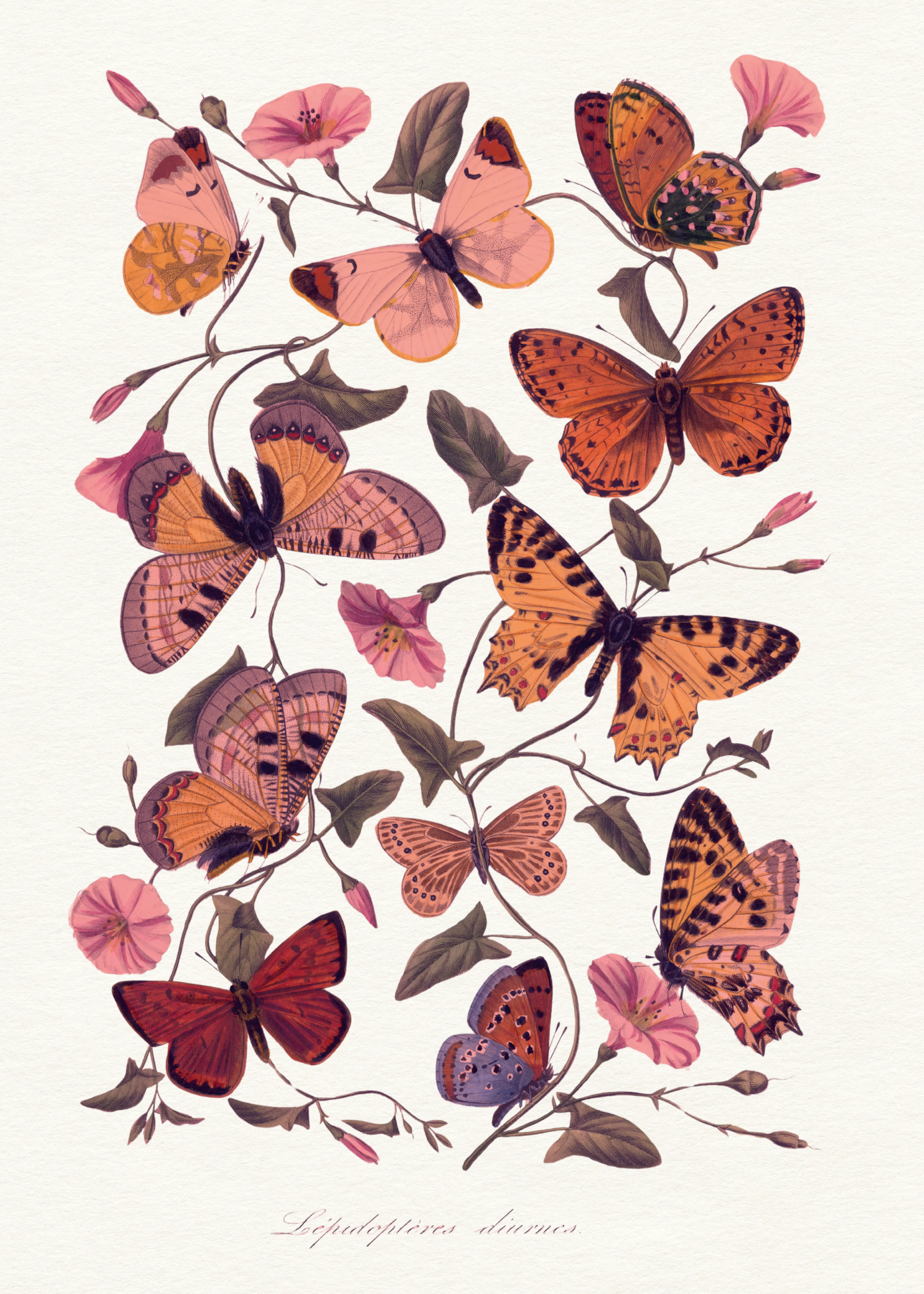 Orange Butterfly Bloom Poster 0