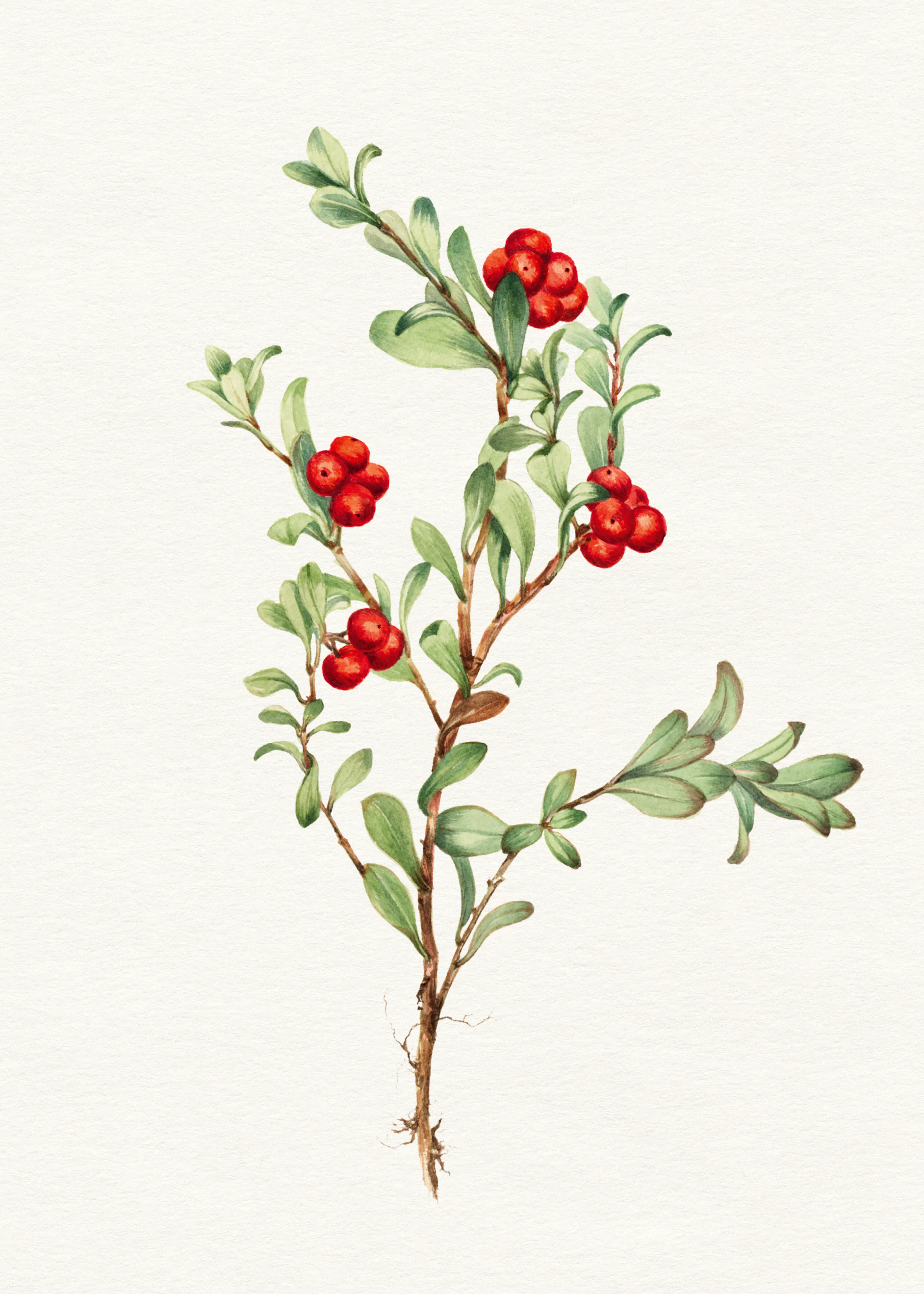 Red Berry Branch Poster 0