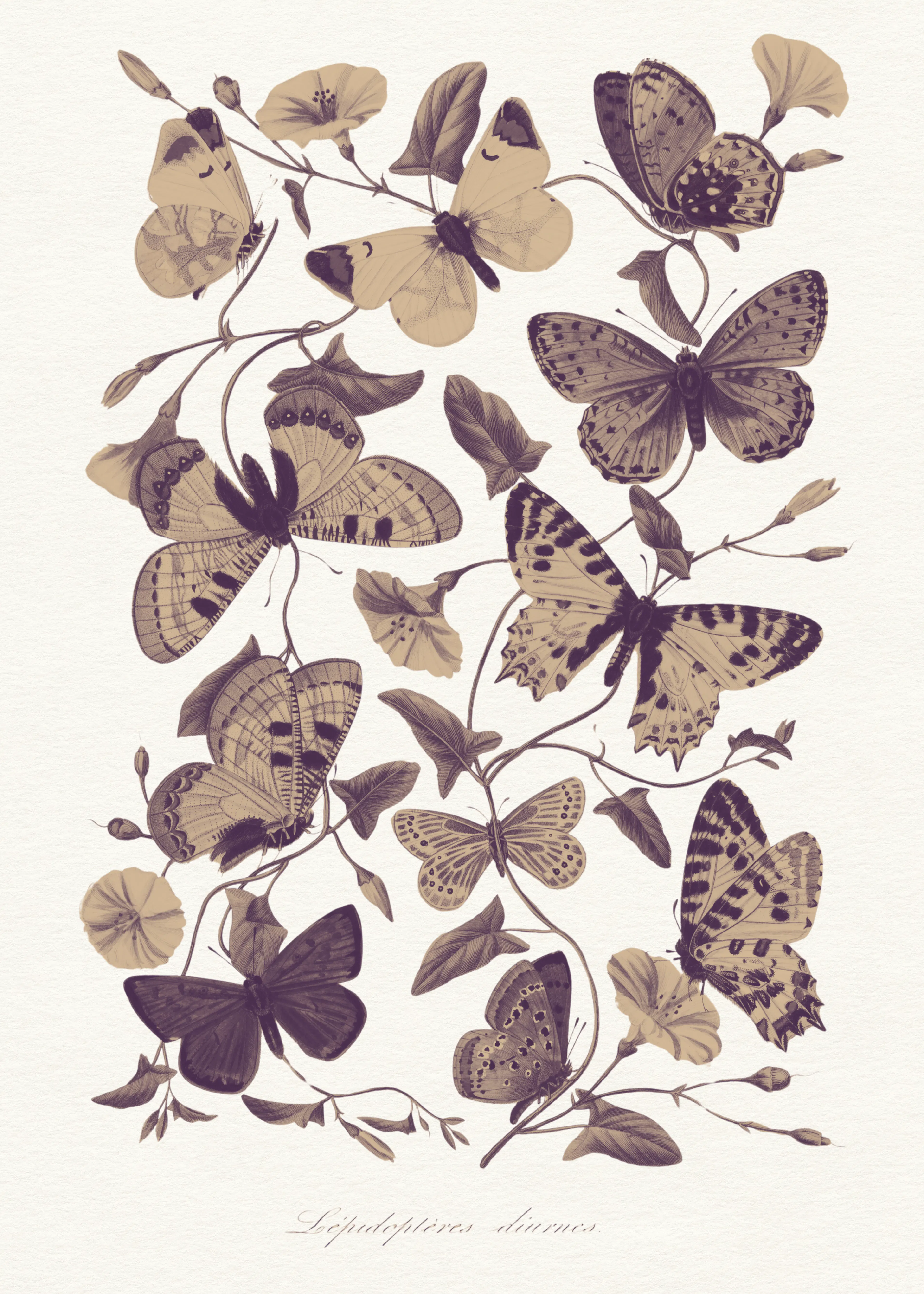 Vintage Butterflies Poster 0