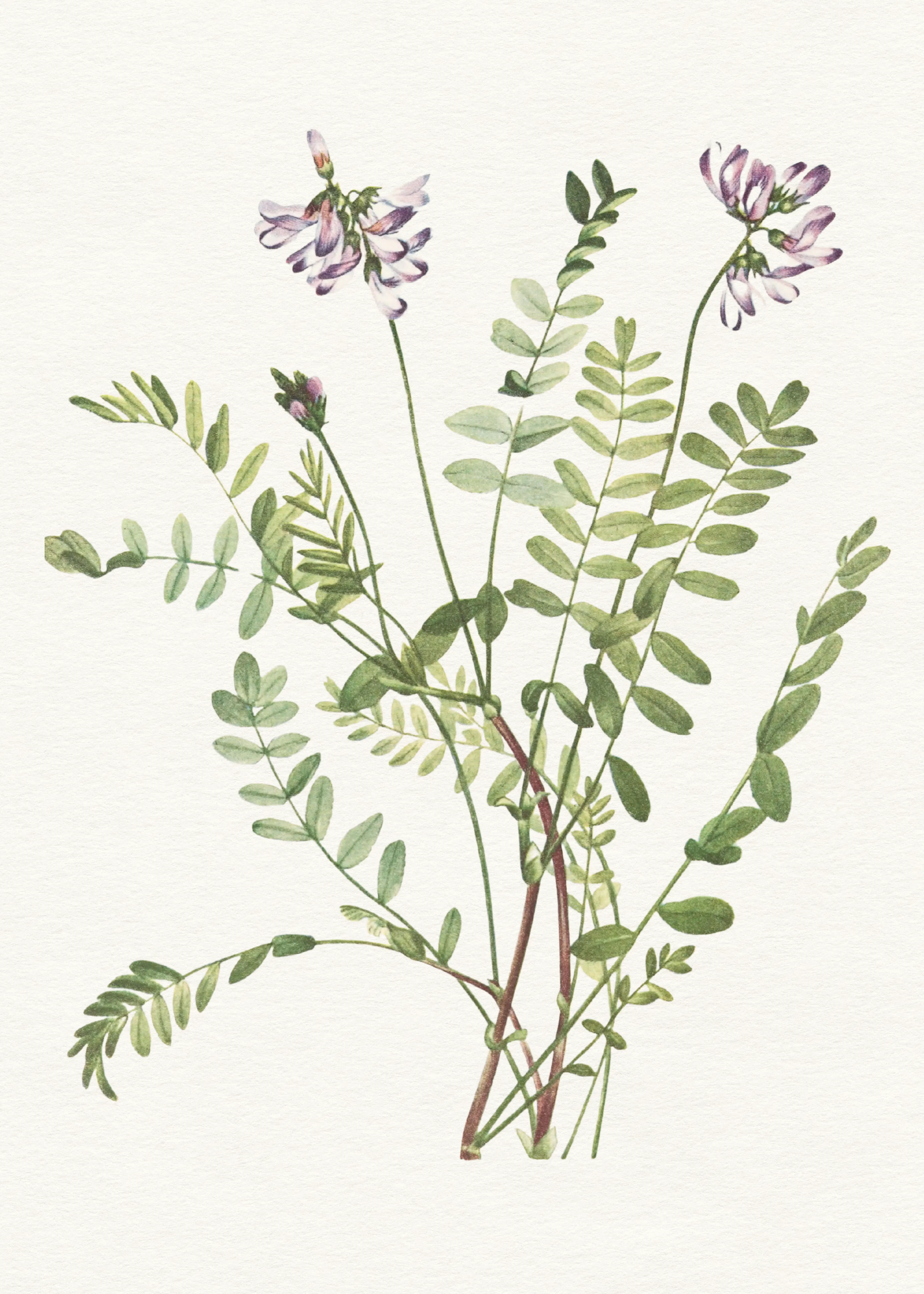 Green Wildflower Elegance Poster 0