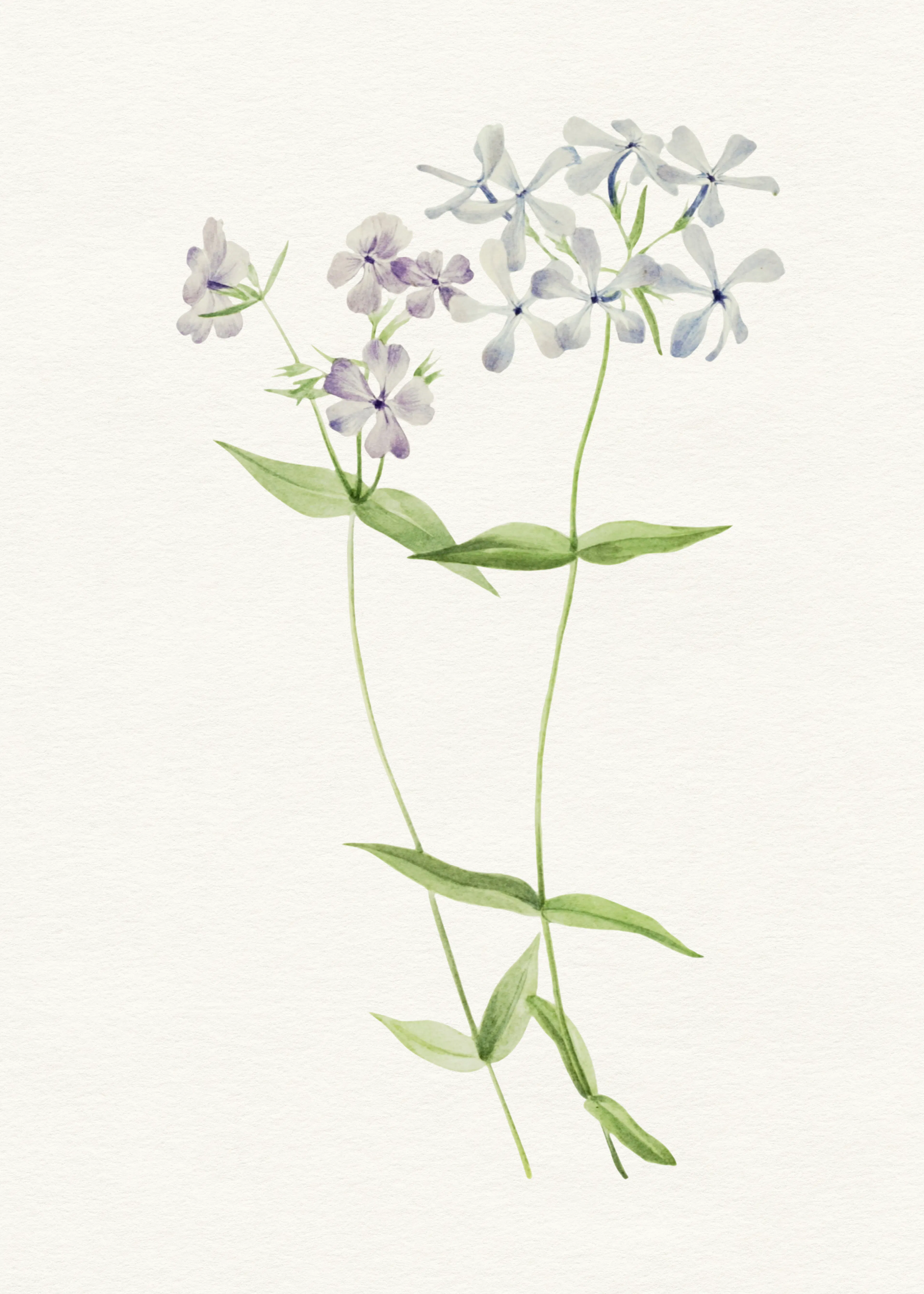 Delicate Wildflower Poster 0