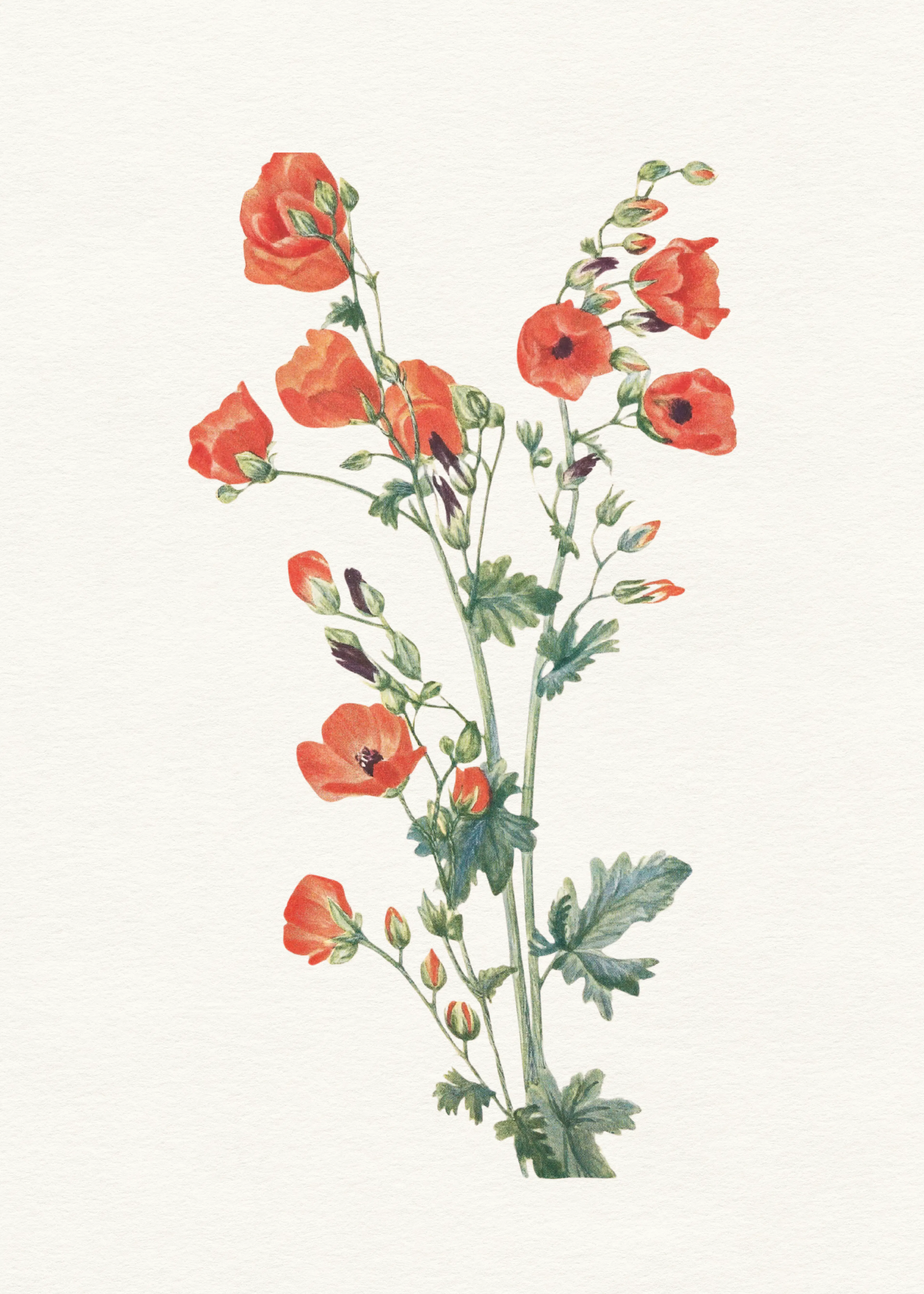 Red Poppy Bloom Poster 0