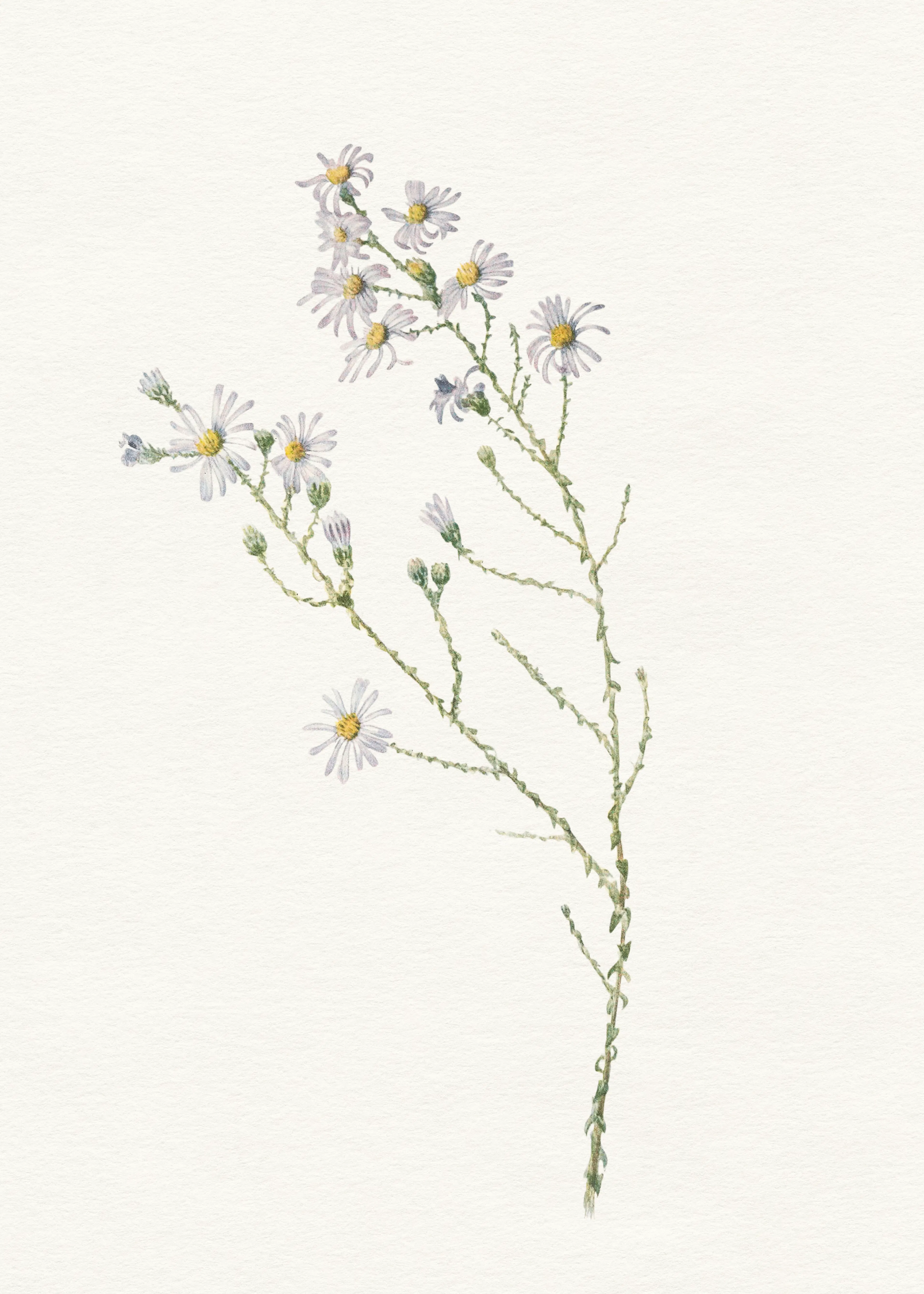 Soft Green Delicate Wildflower Poster 0