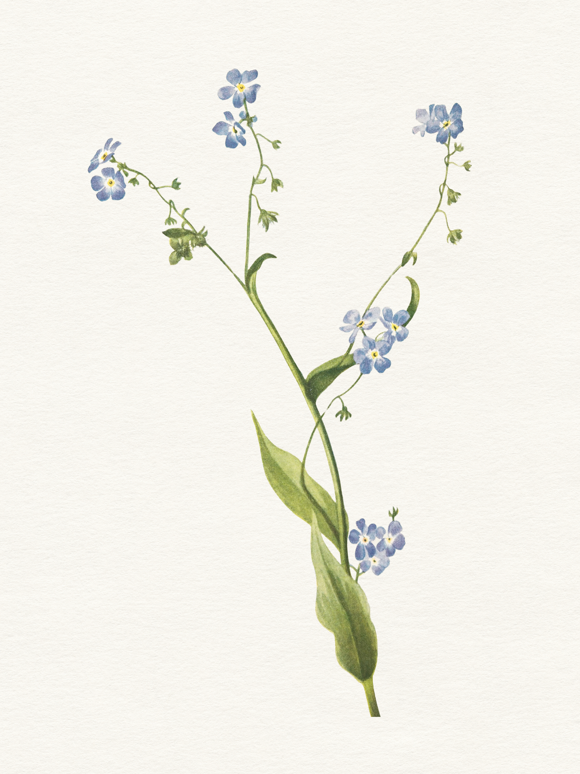 Delicate Forget Me Not Poster