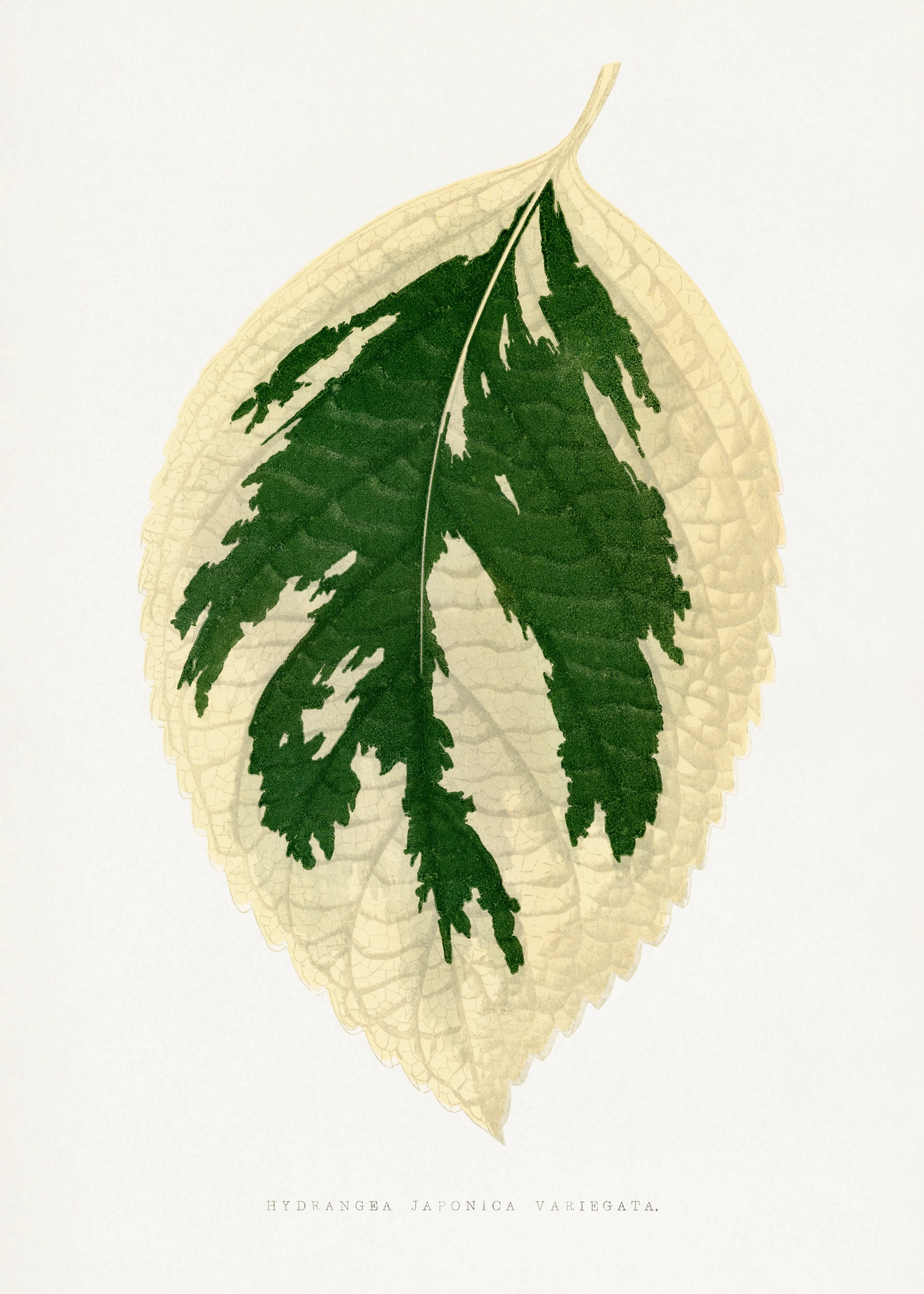 Variegated Leaf Poster 0