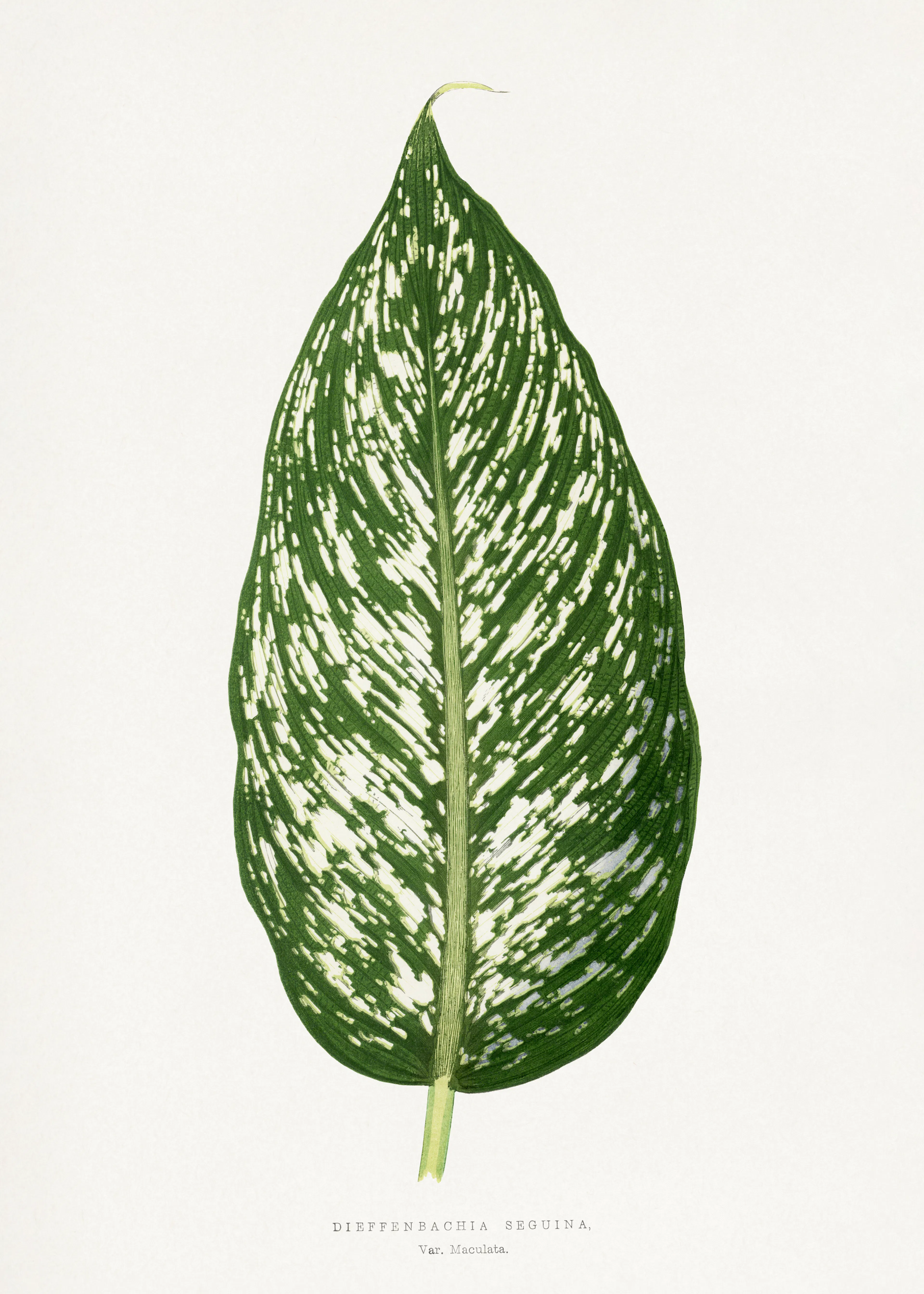 Emerald Botanical Elegance Poster 0