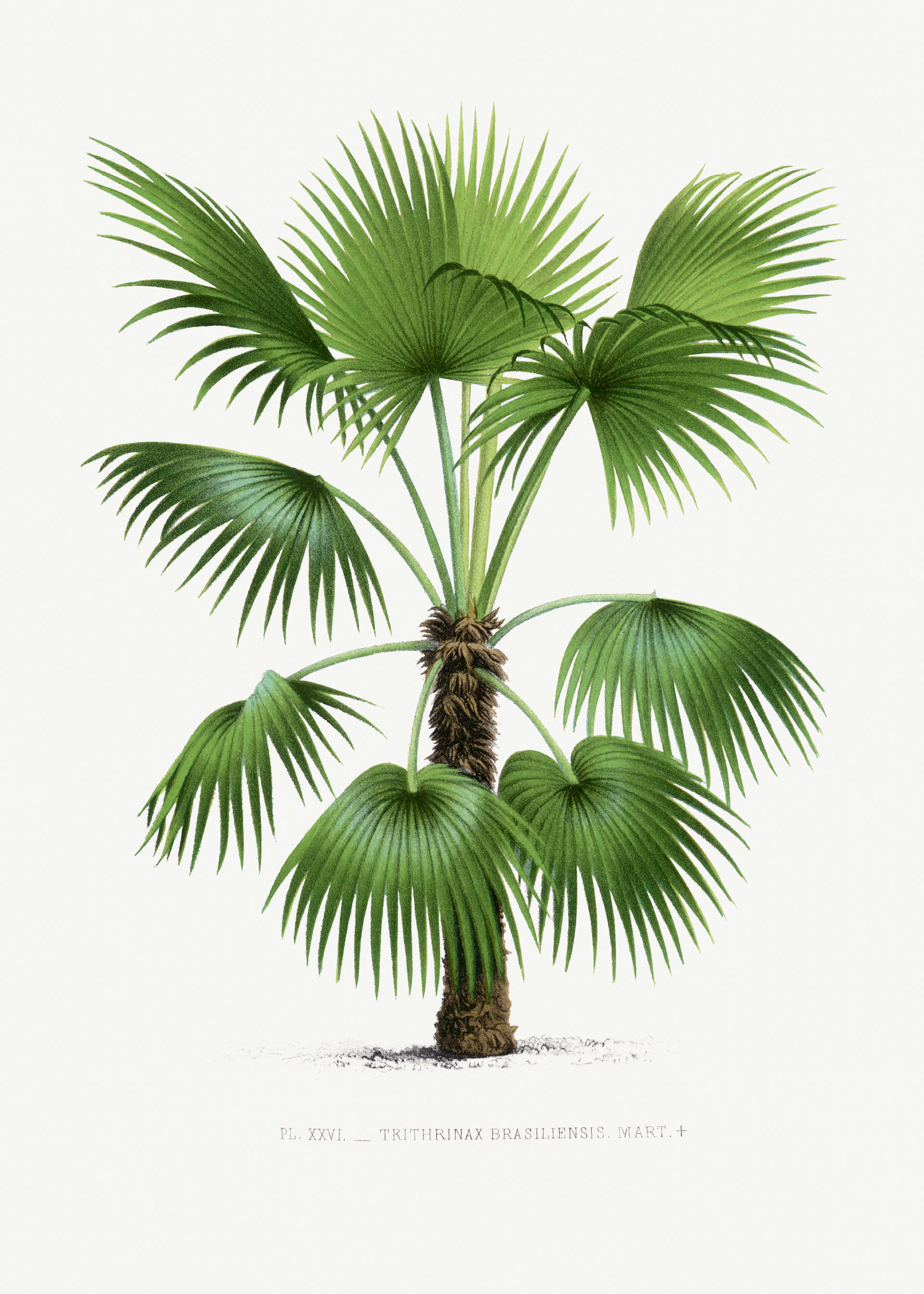 Tropical Palm Poster 0
