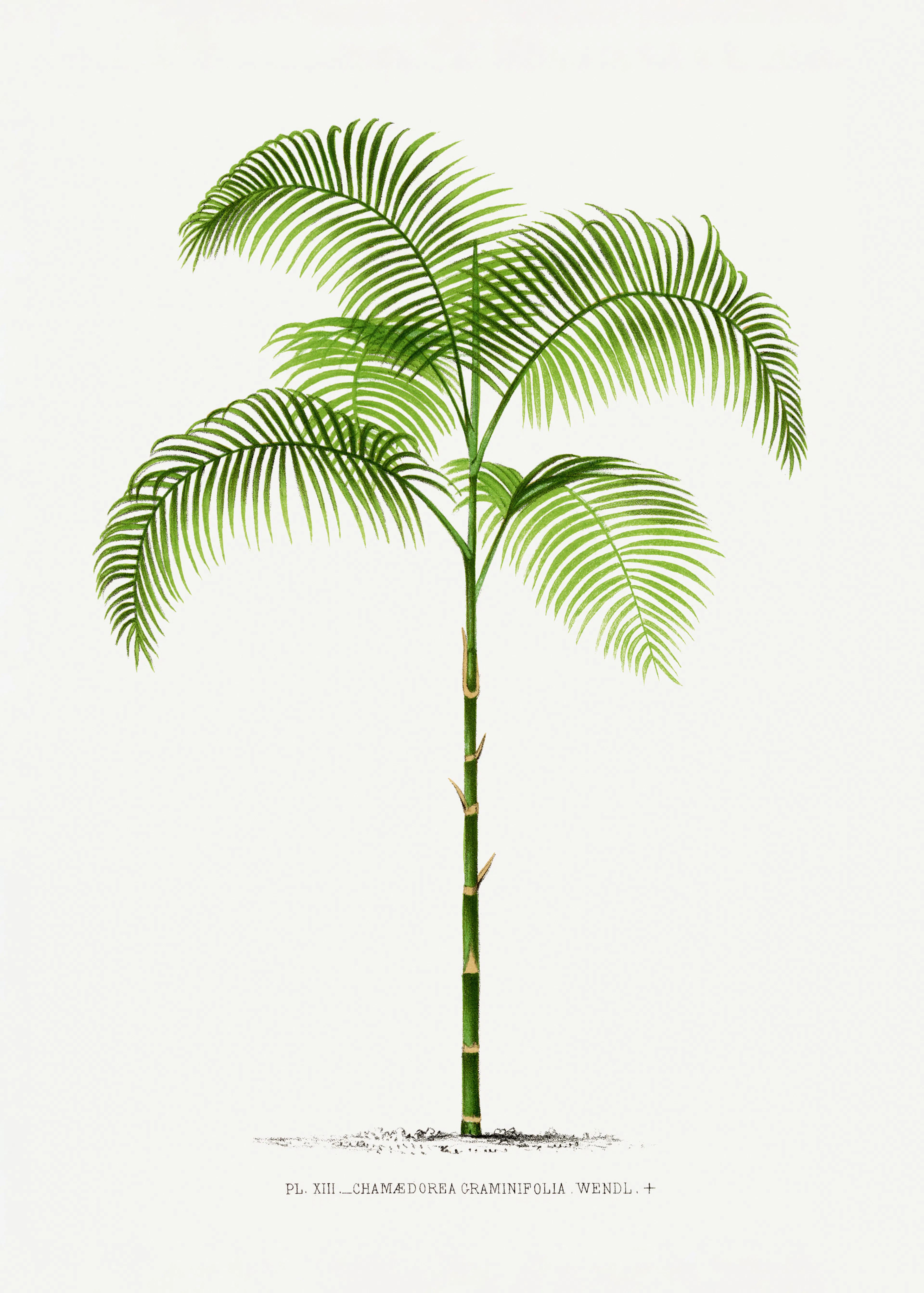 Tropical Palm Poster 0