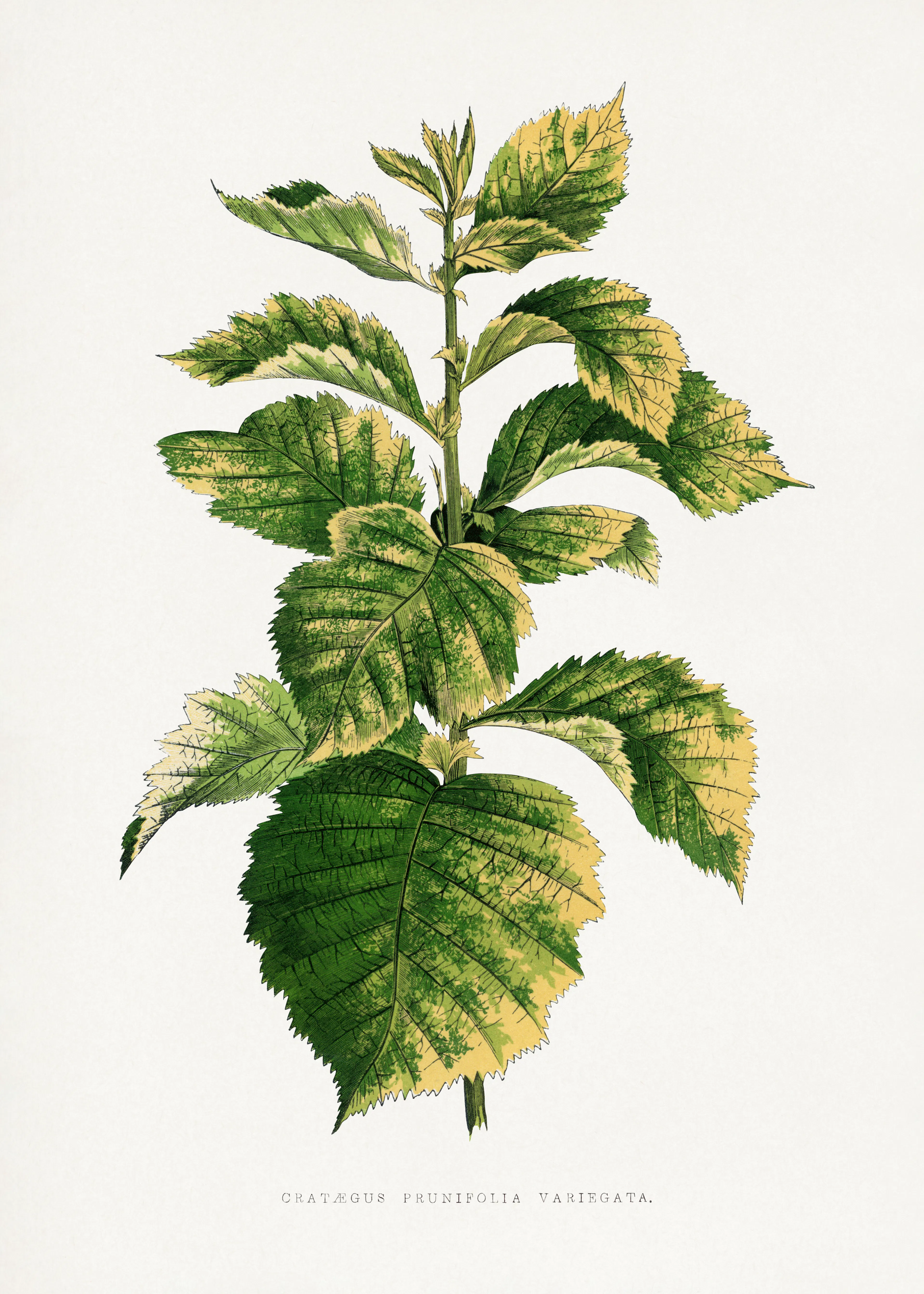 Sunflower Botanical Poster 0