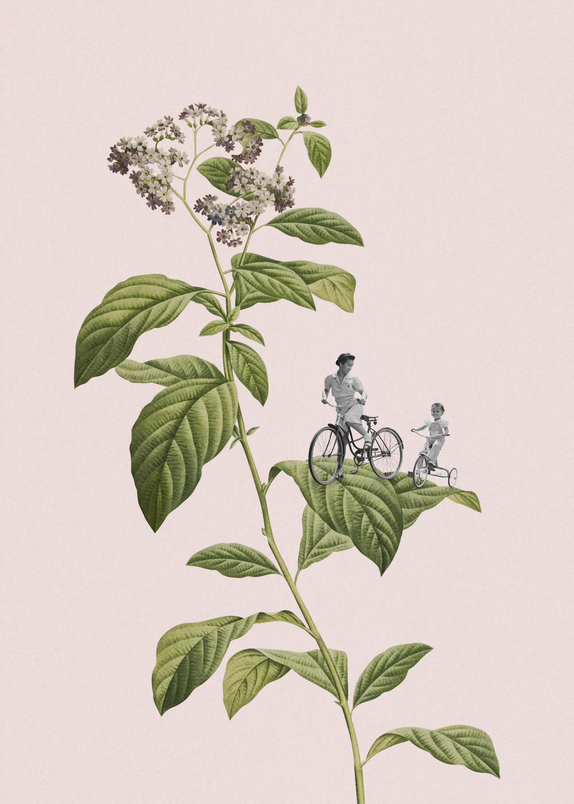 Mint Botanische Elegantie Poster 0