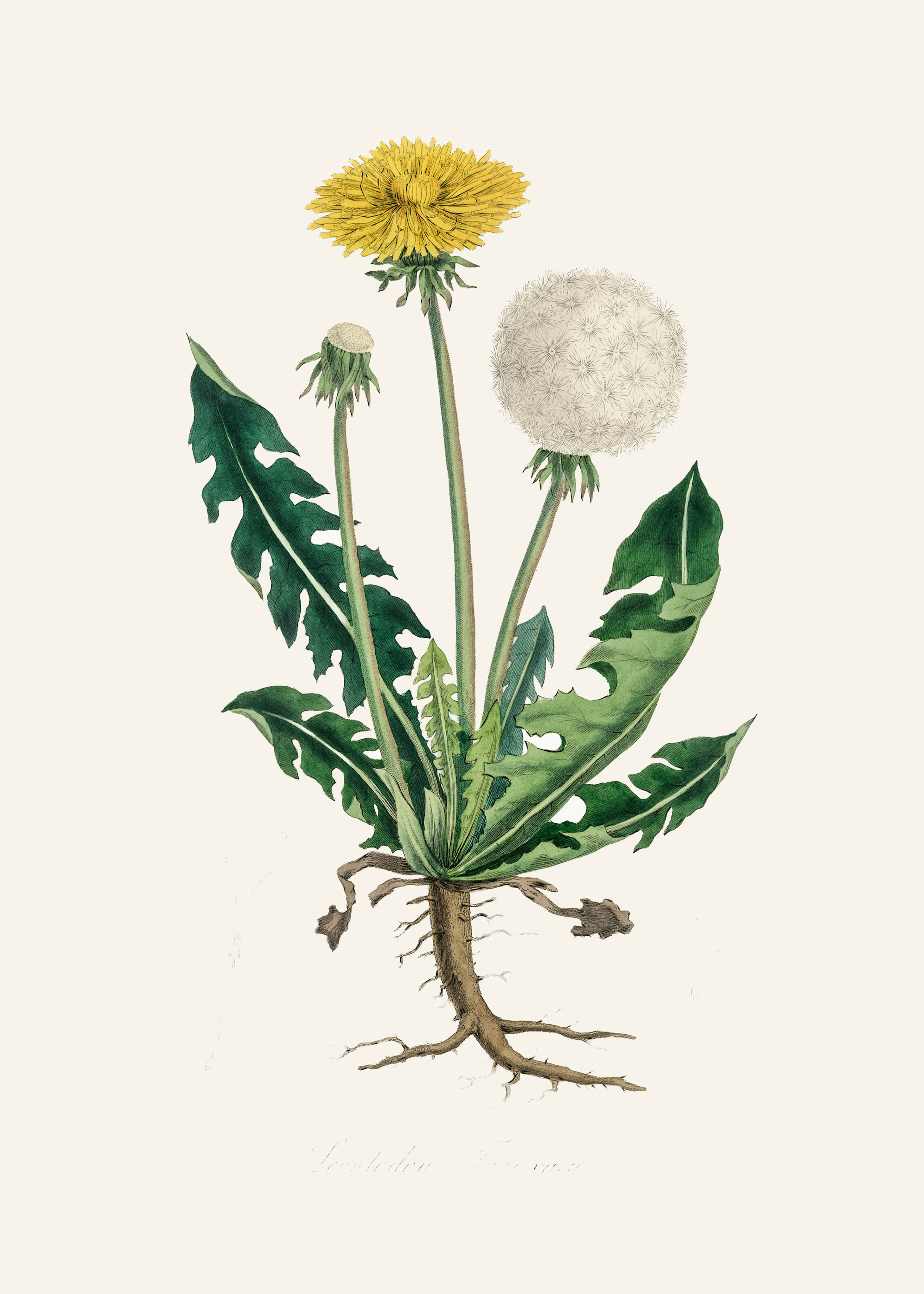 Dandelion Stages Poster 0