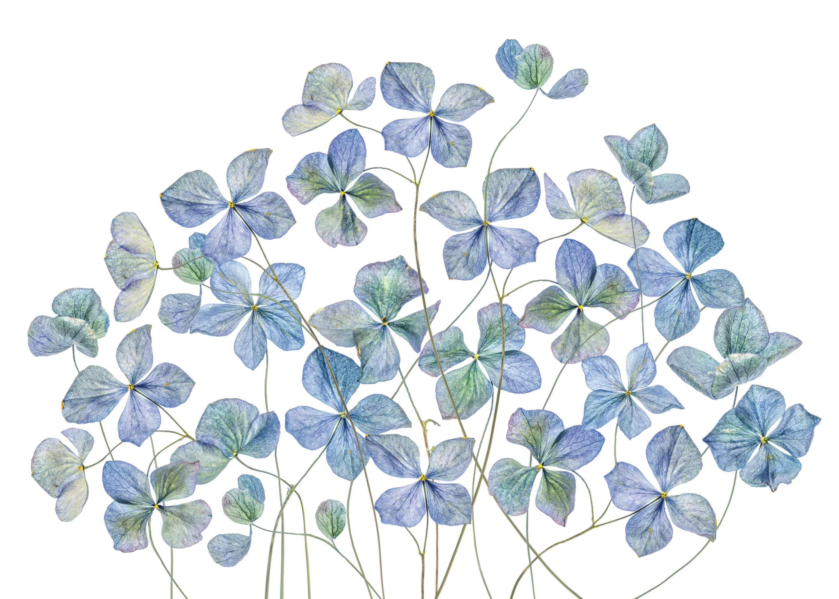 Blue Hydrangea Poster 0