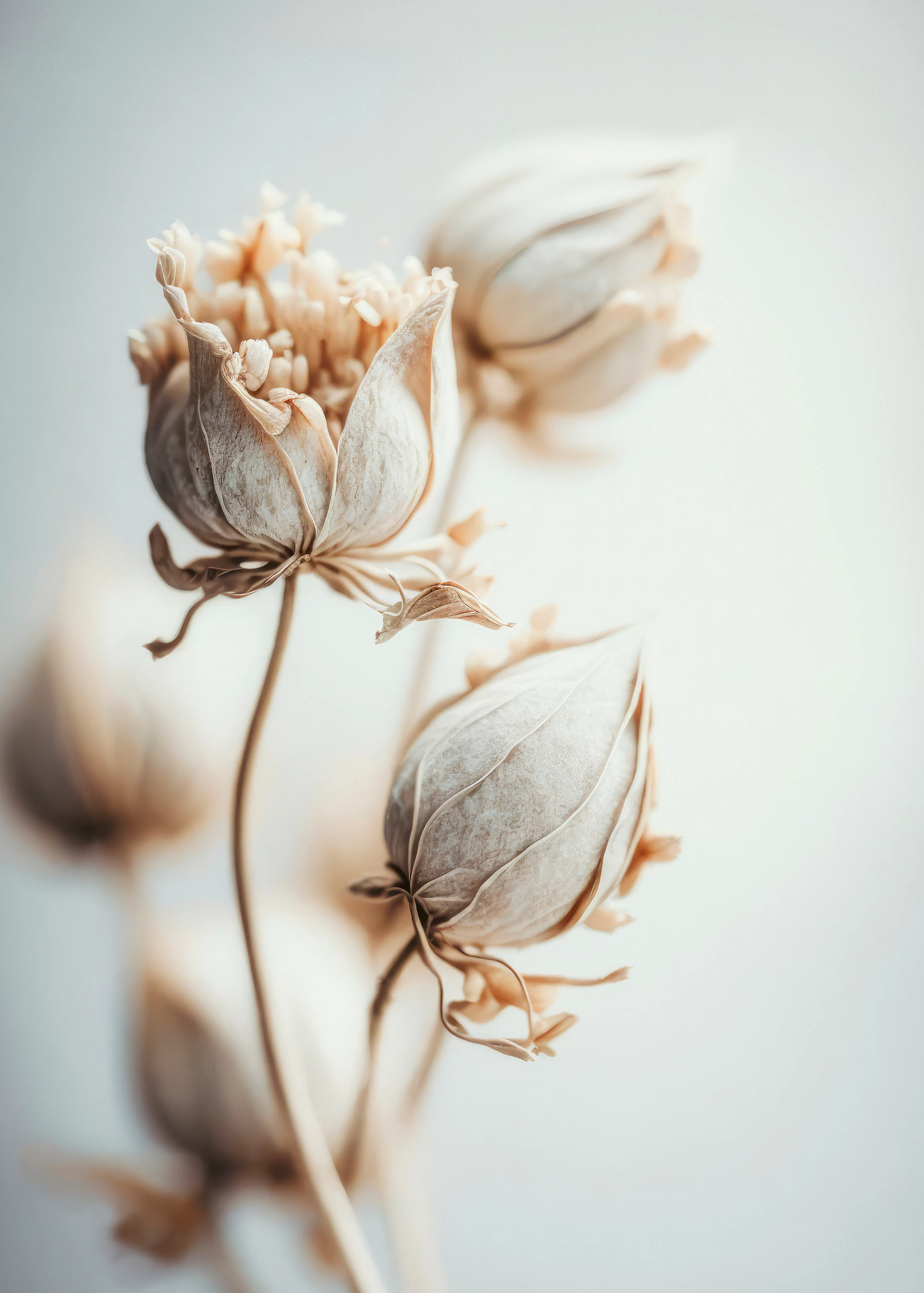 Ivory Ethereal Blooms Poster 0