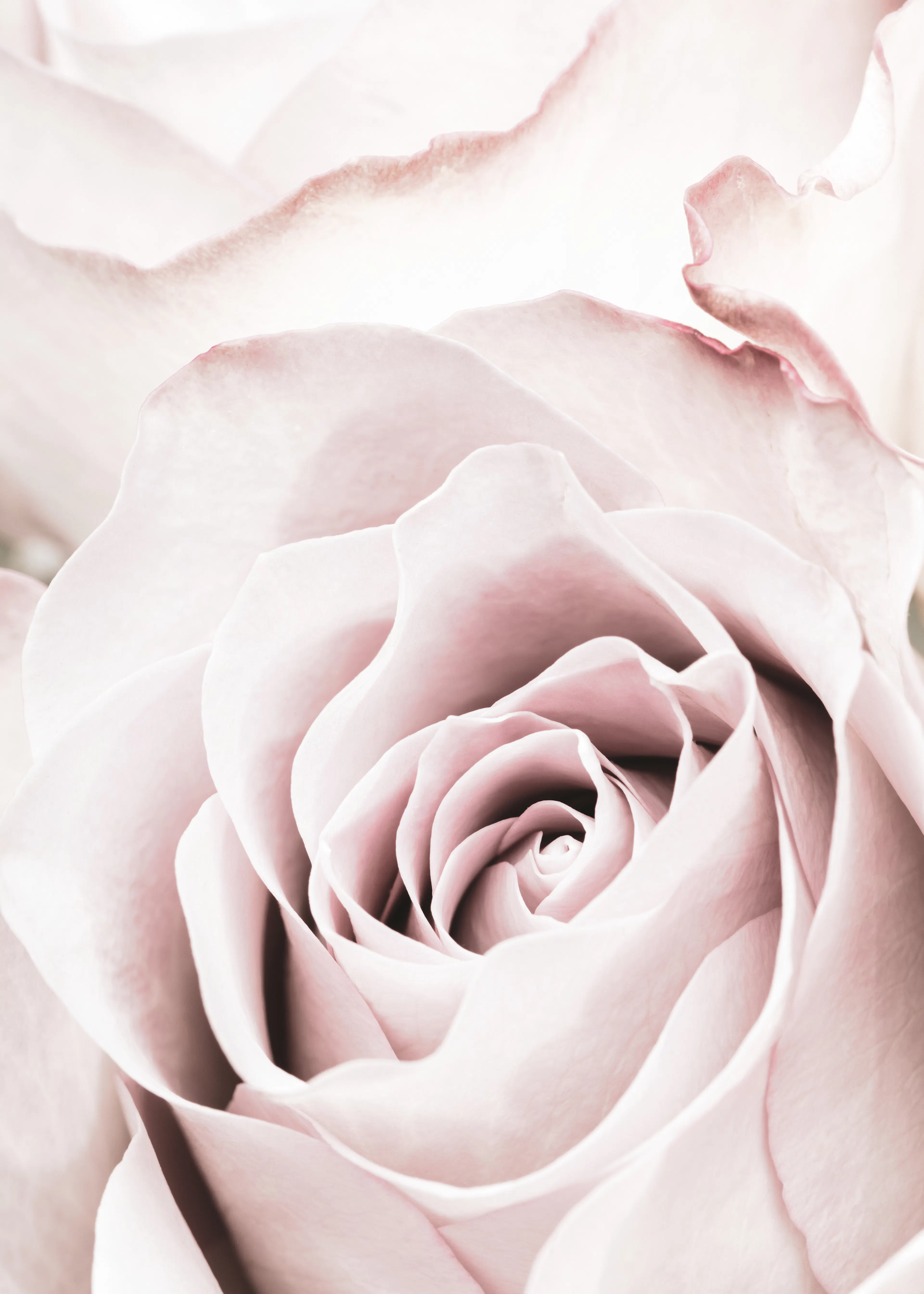 Blush Pink Delicate Bloom Poster 0