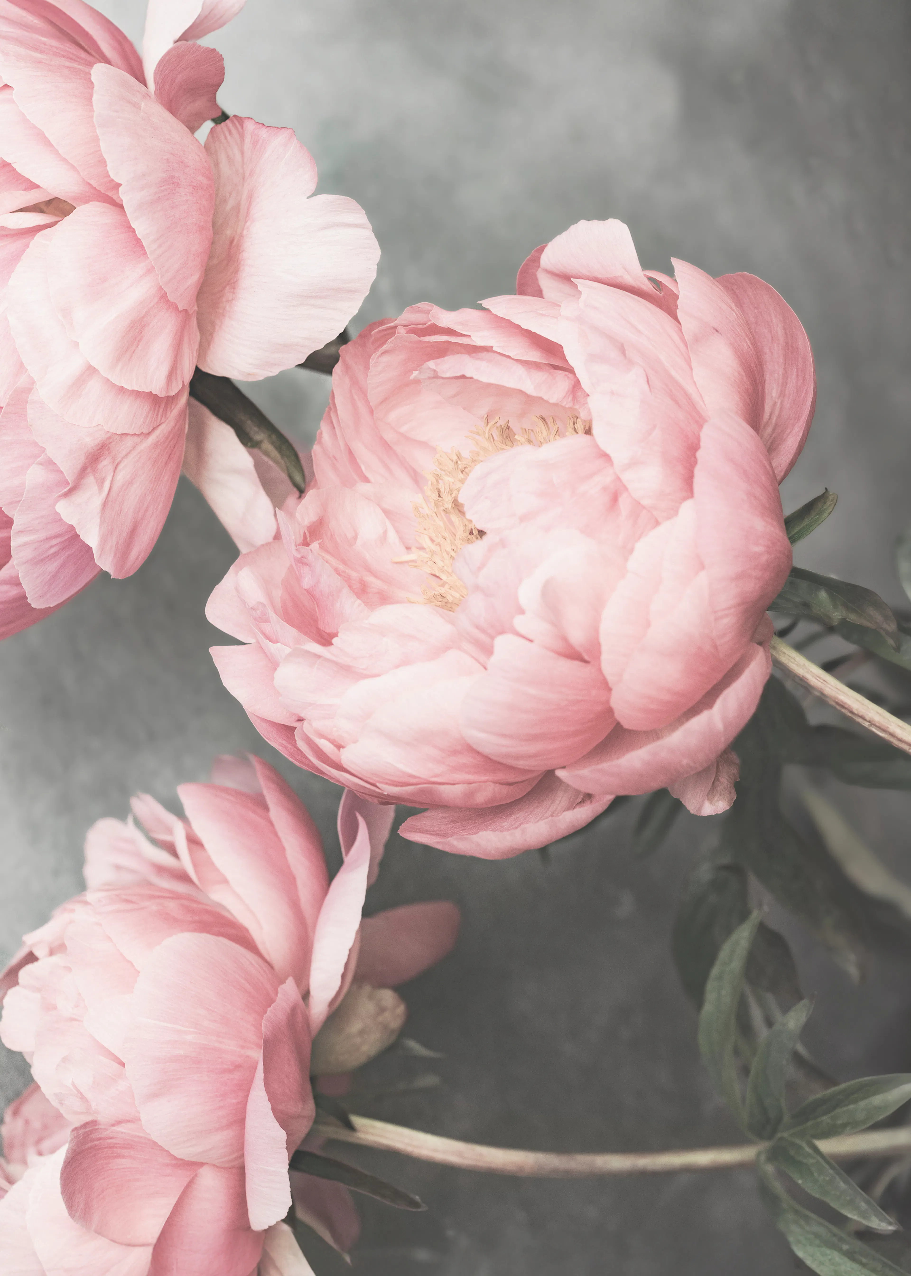 Pale Pink Soft Pink Peonies Poster 0