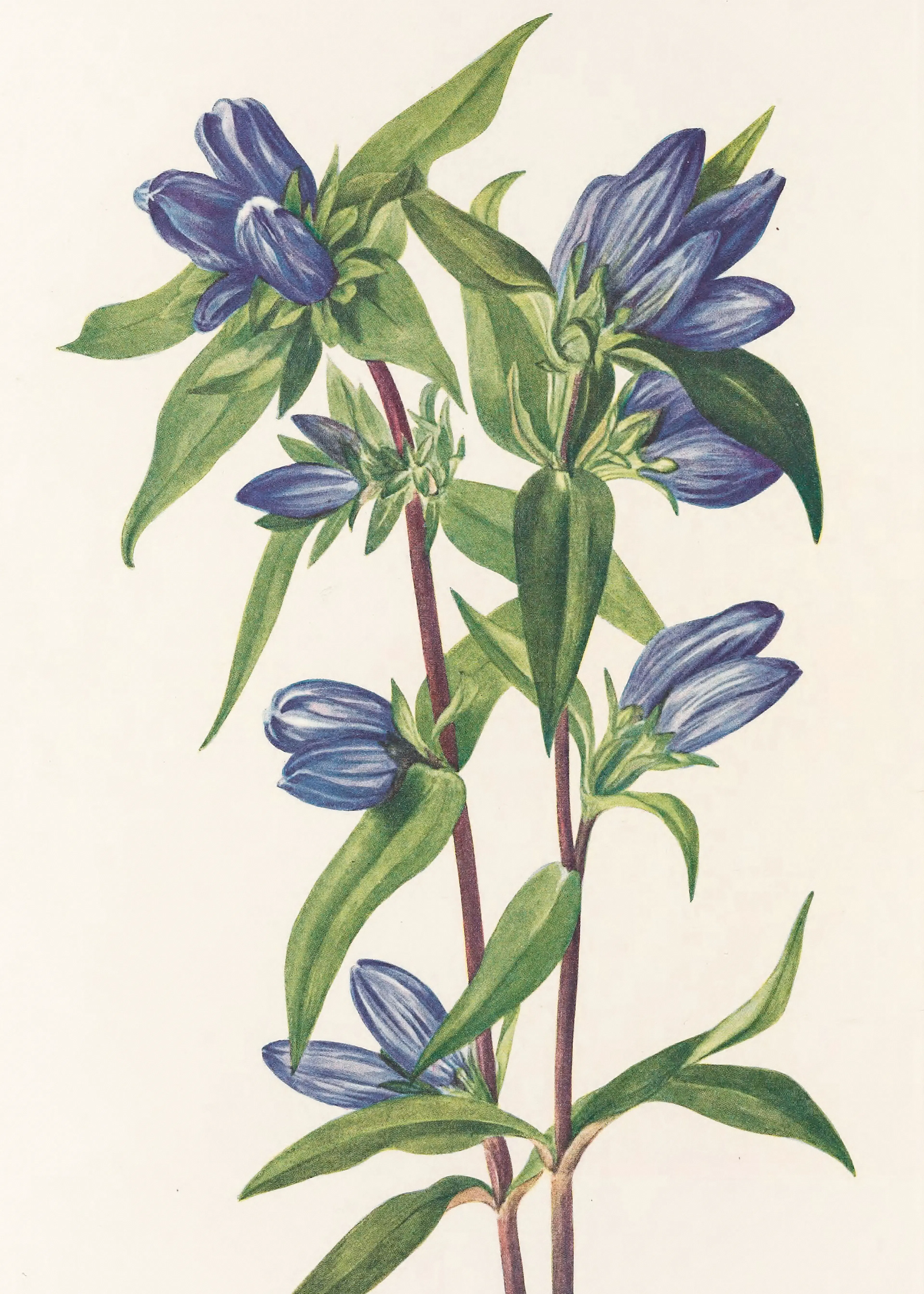 Blue Gentian Poster 0