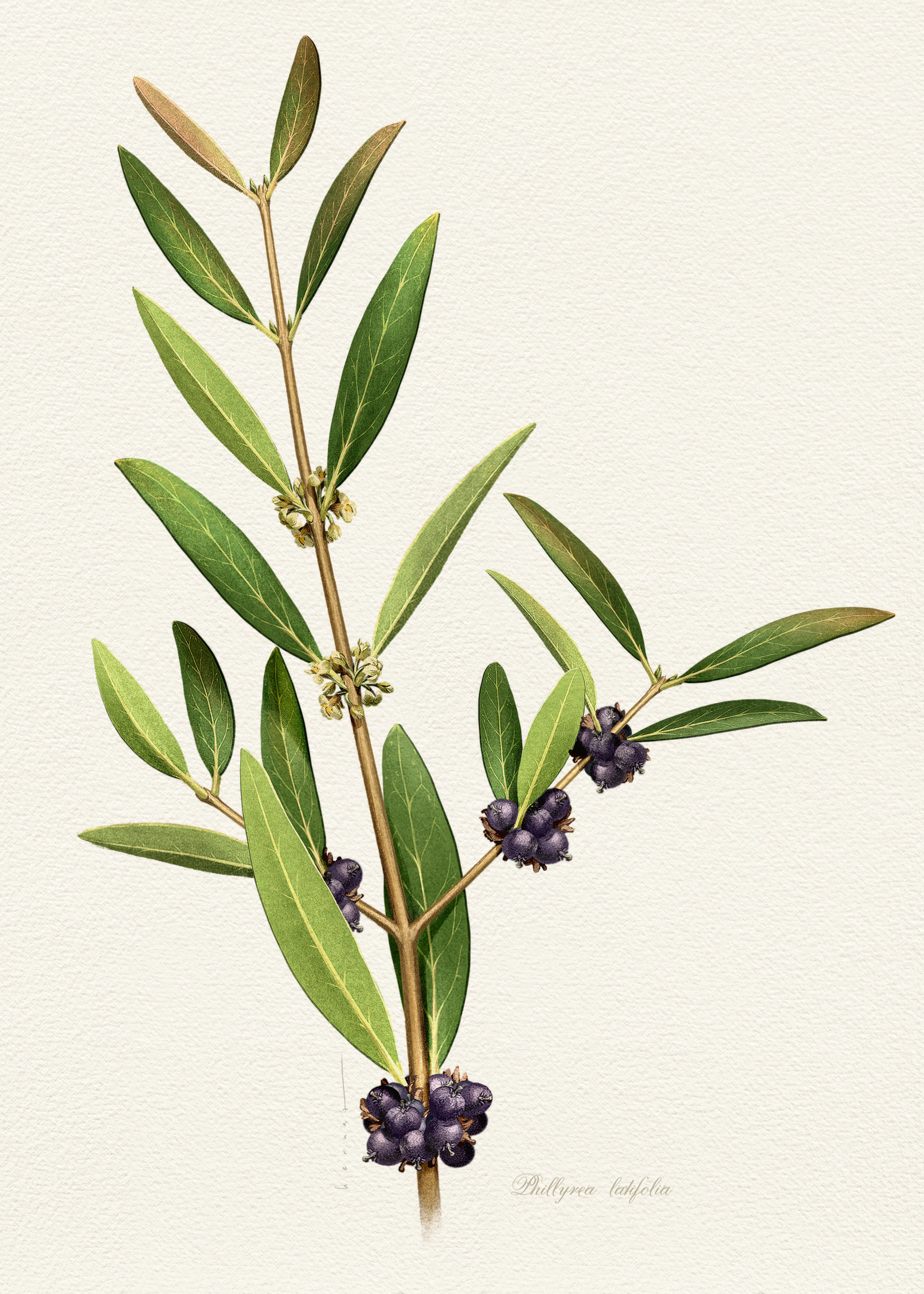 Green Olive Branch Poster 0