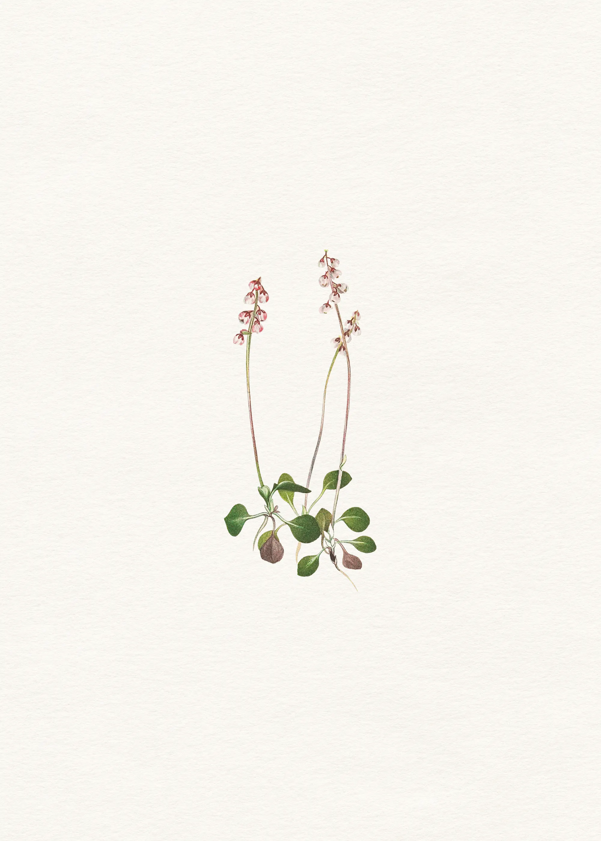 Soft Brown Delicate Wildflower Poster 0