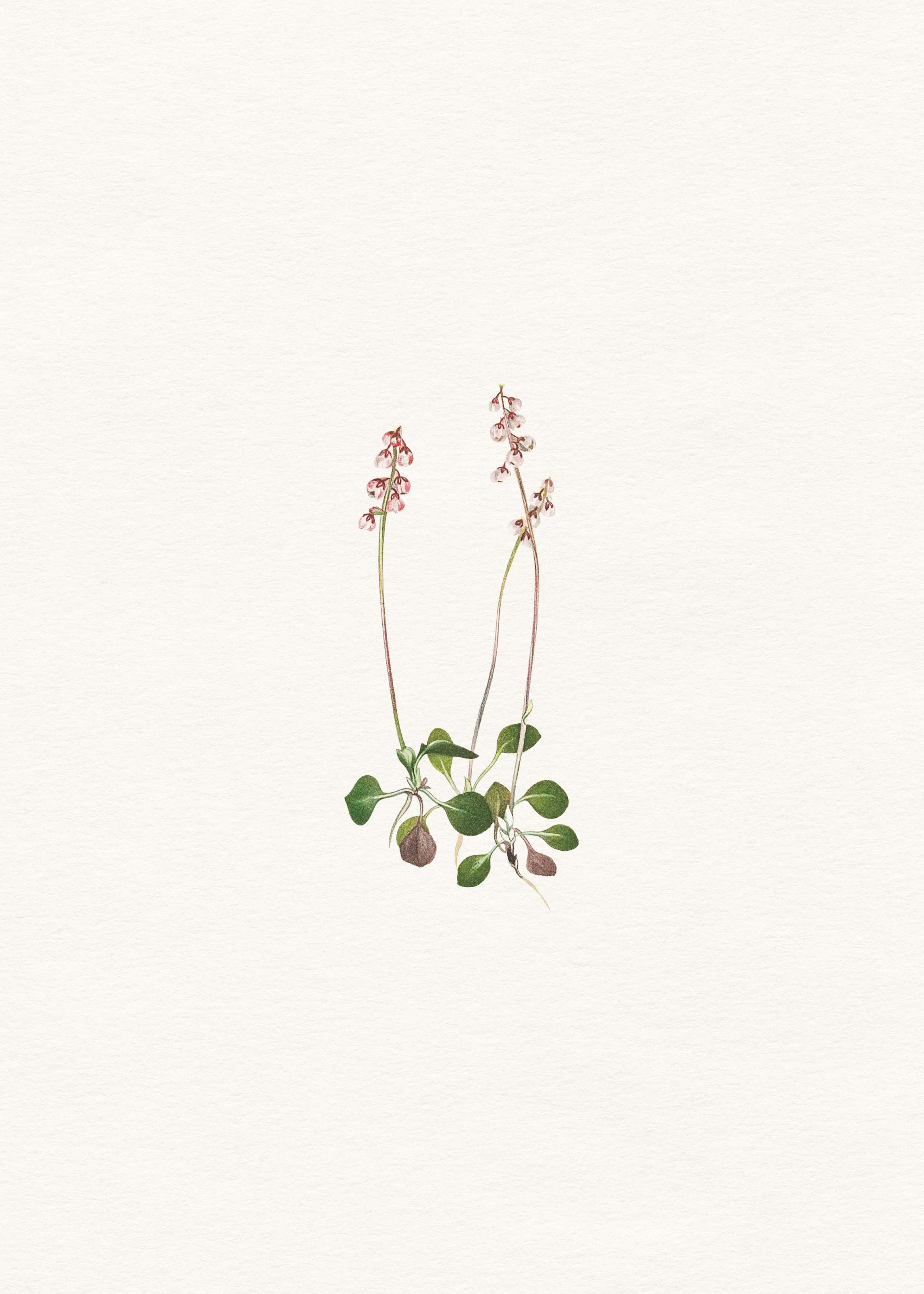 Soft Brown Delicate Wildflower Poster 0