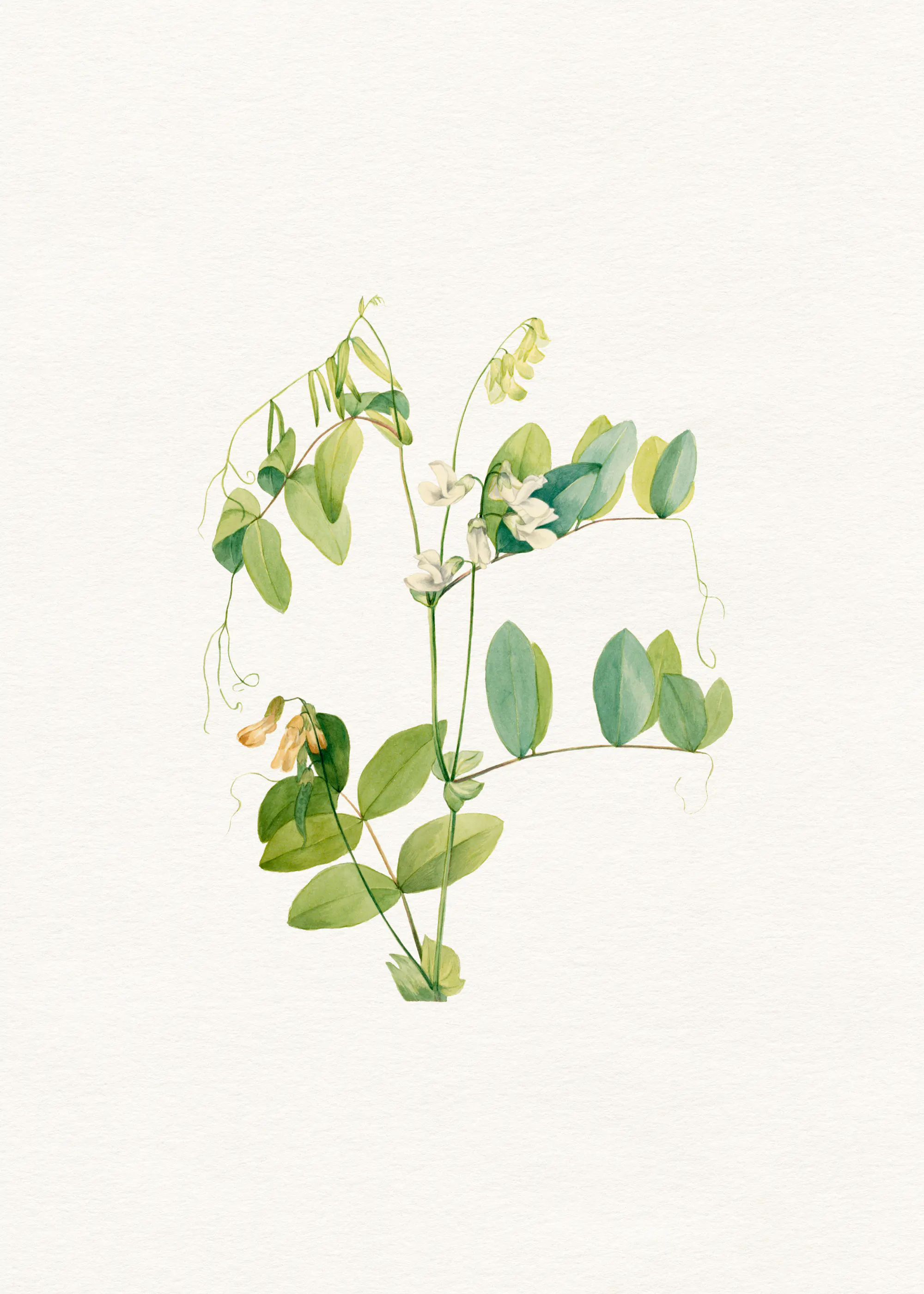 Verdure Suspendue Poster 0