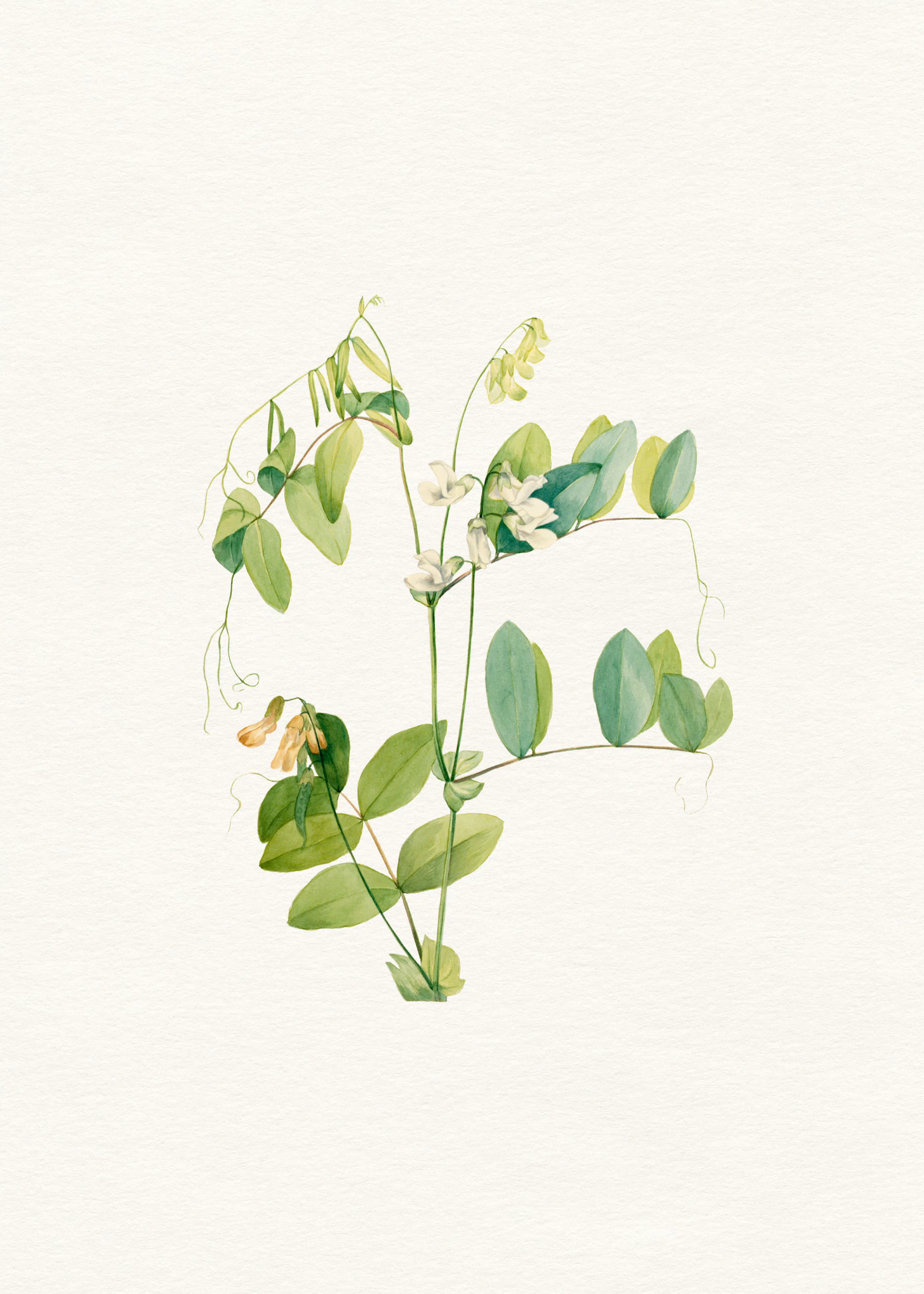 Vegetación Colgante Póster 0