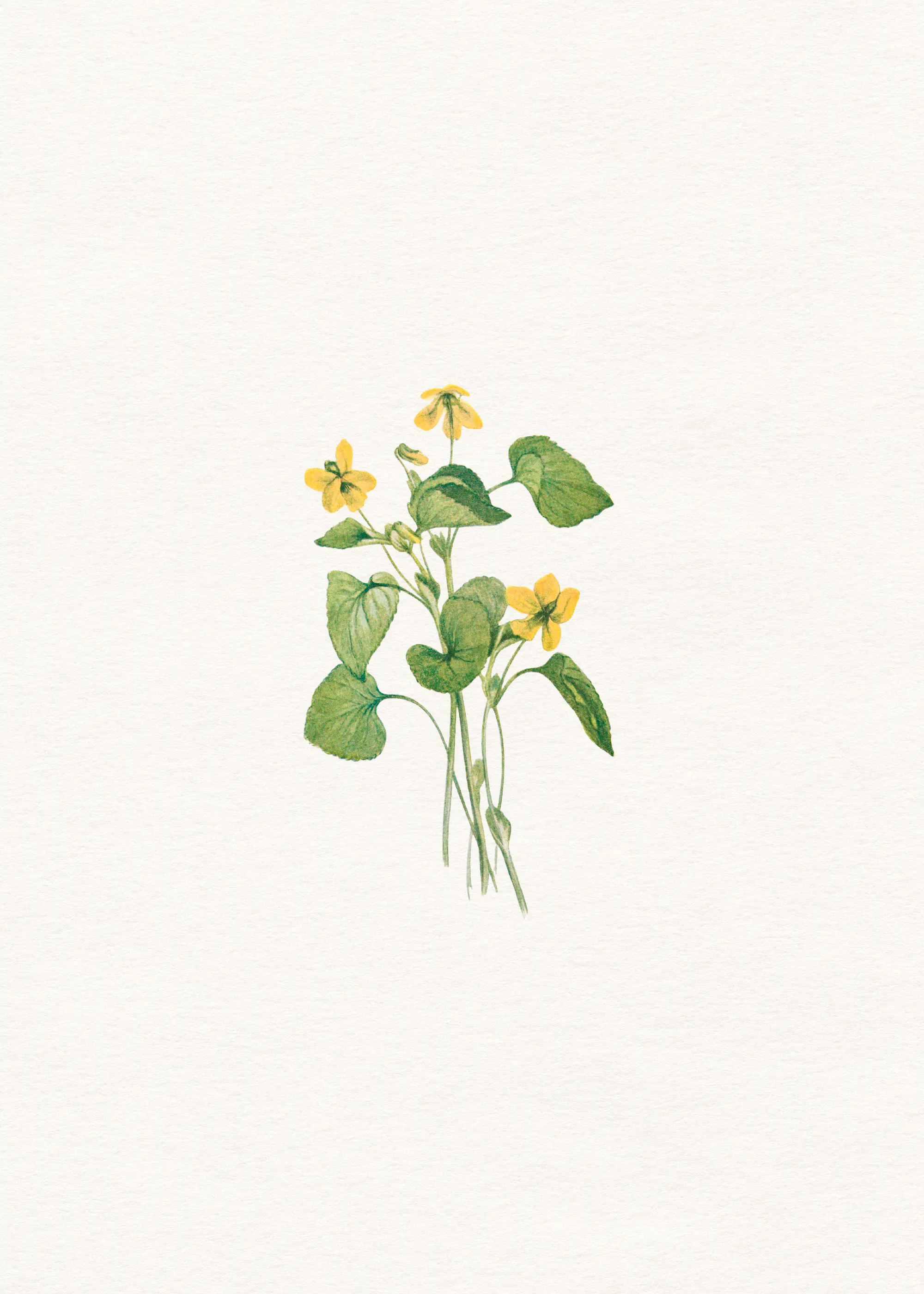 Green Wildflower Bloom Poster 0
