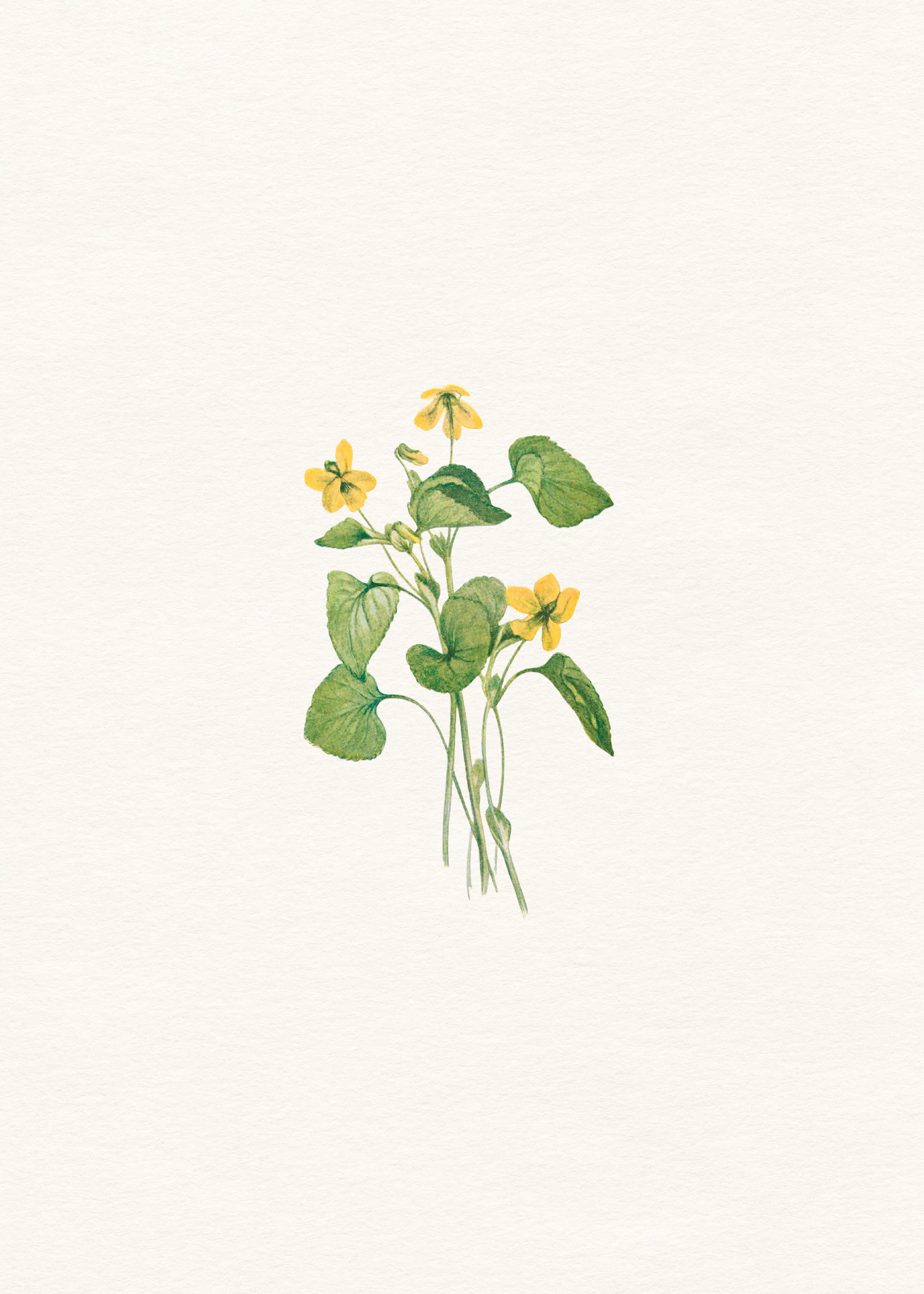 Flores Silvestres Verdes en Flor Póster 0