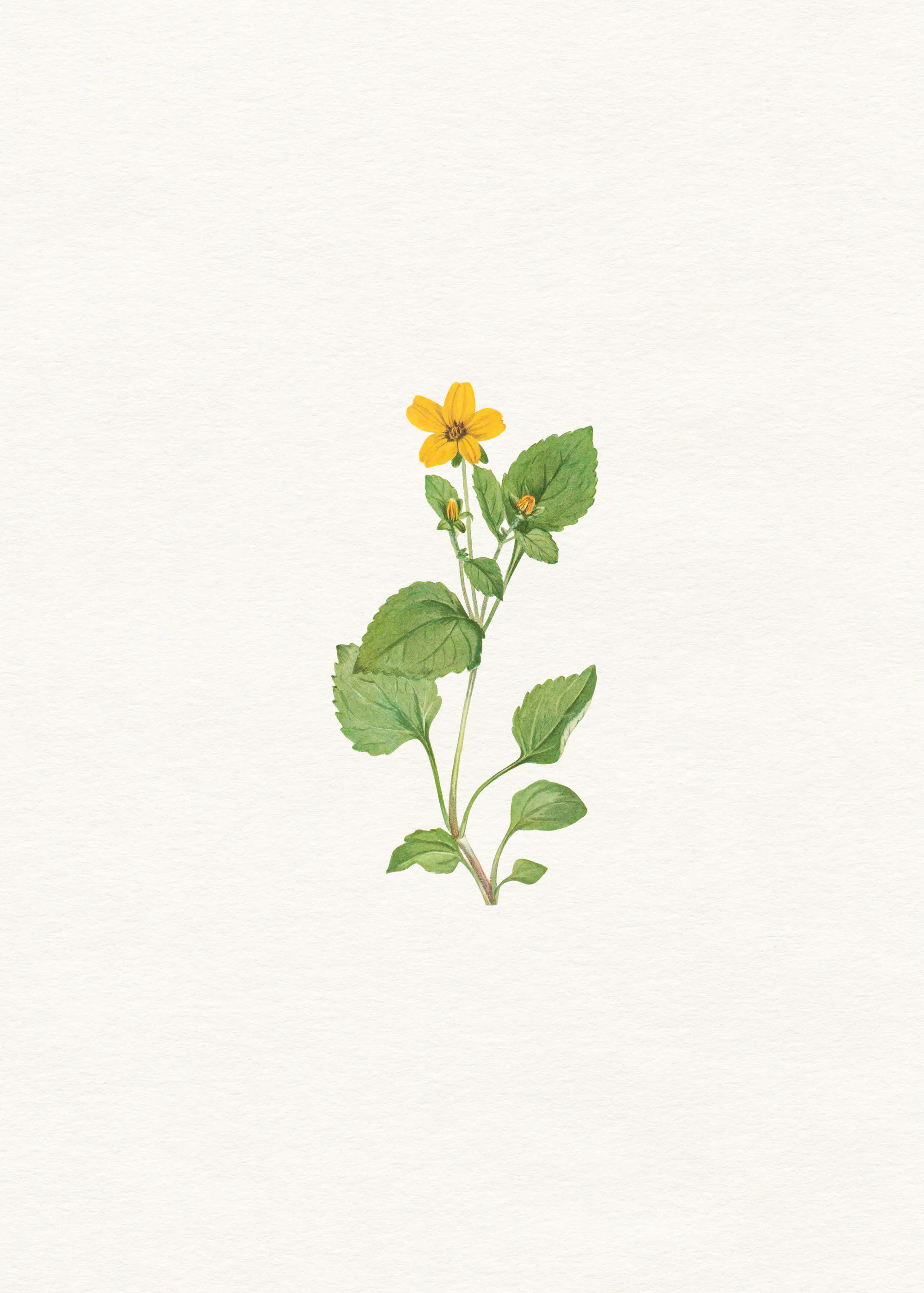 Green Sunflower Bloom Poster 0