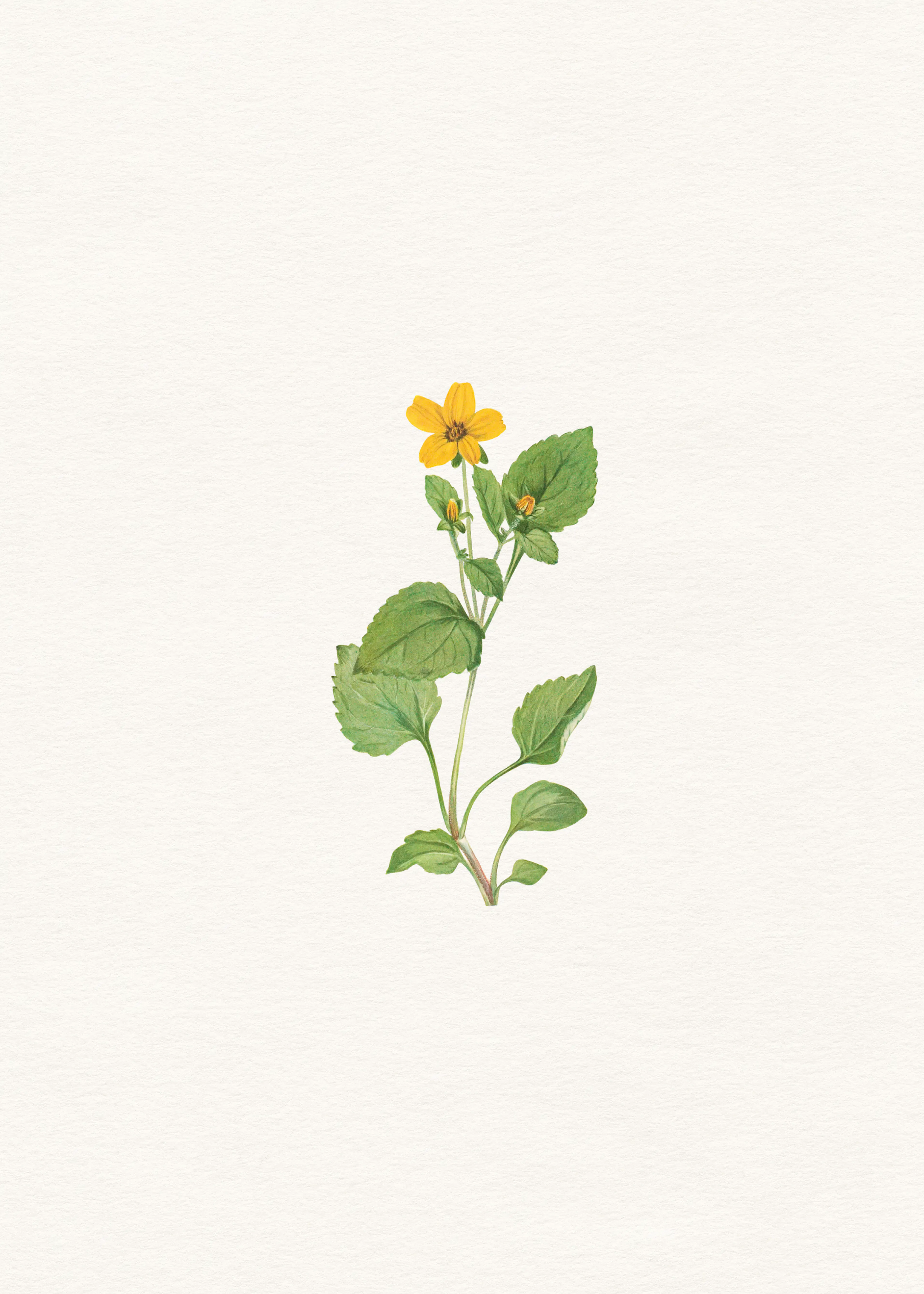 Girasol Verde en Flor Póster 0