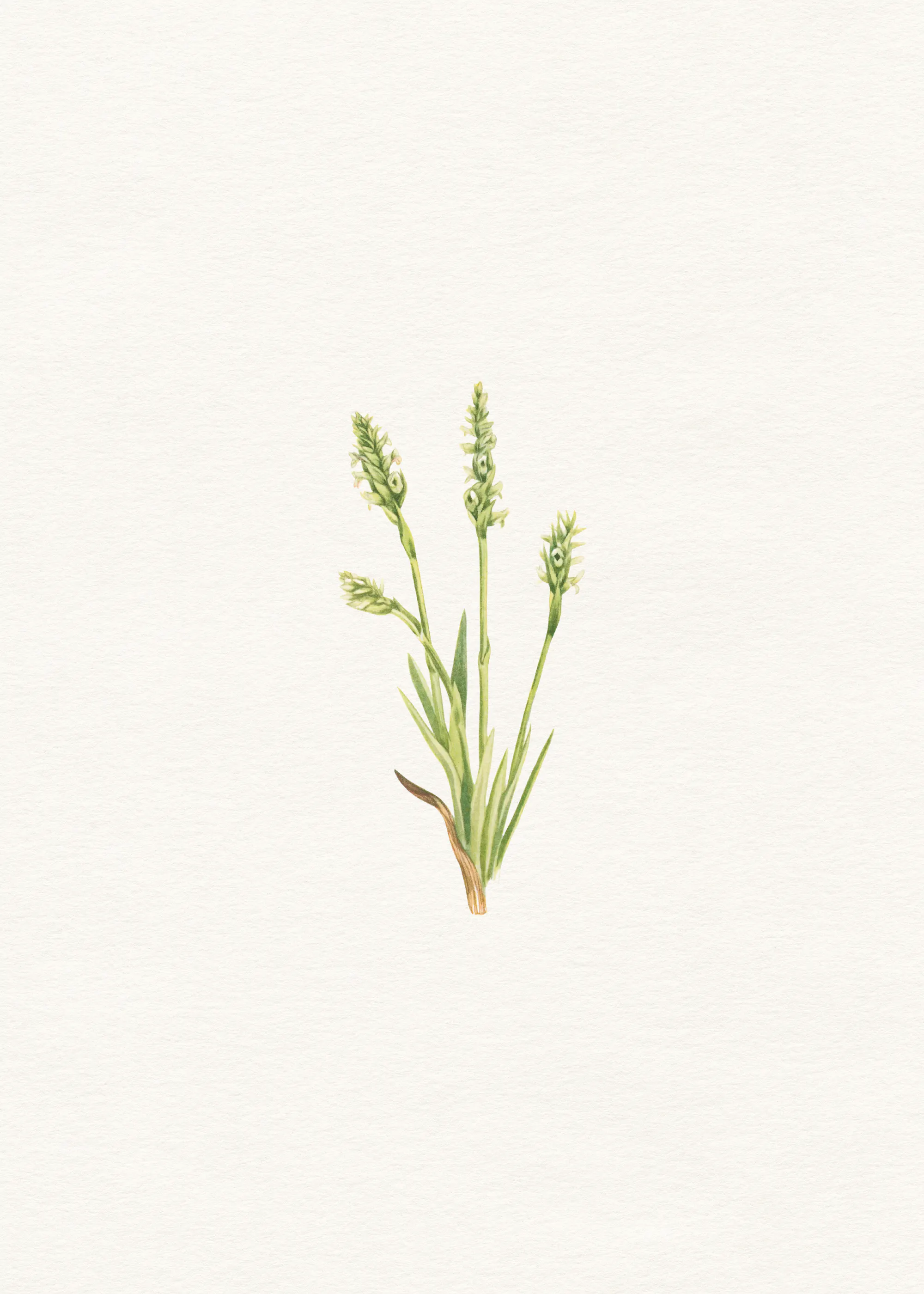 Sage Wild Grass Poster 0