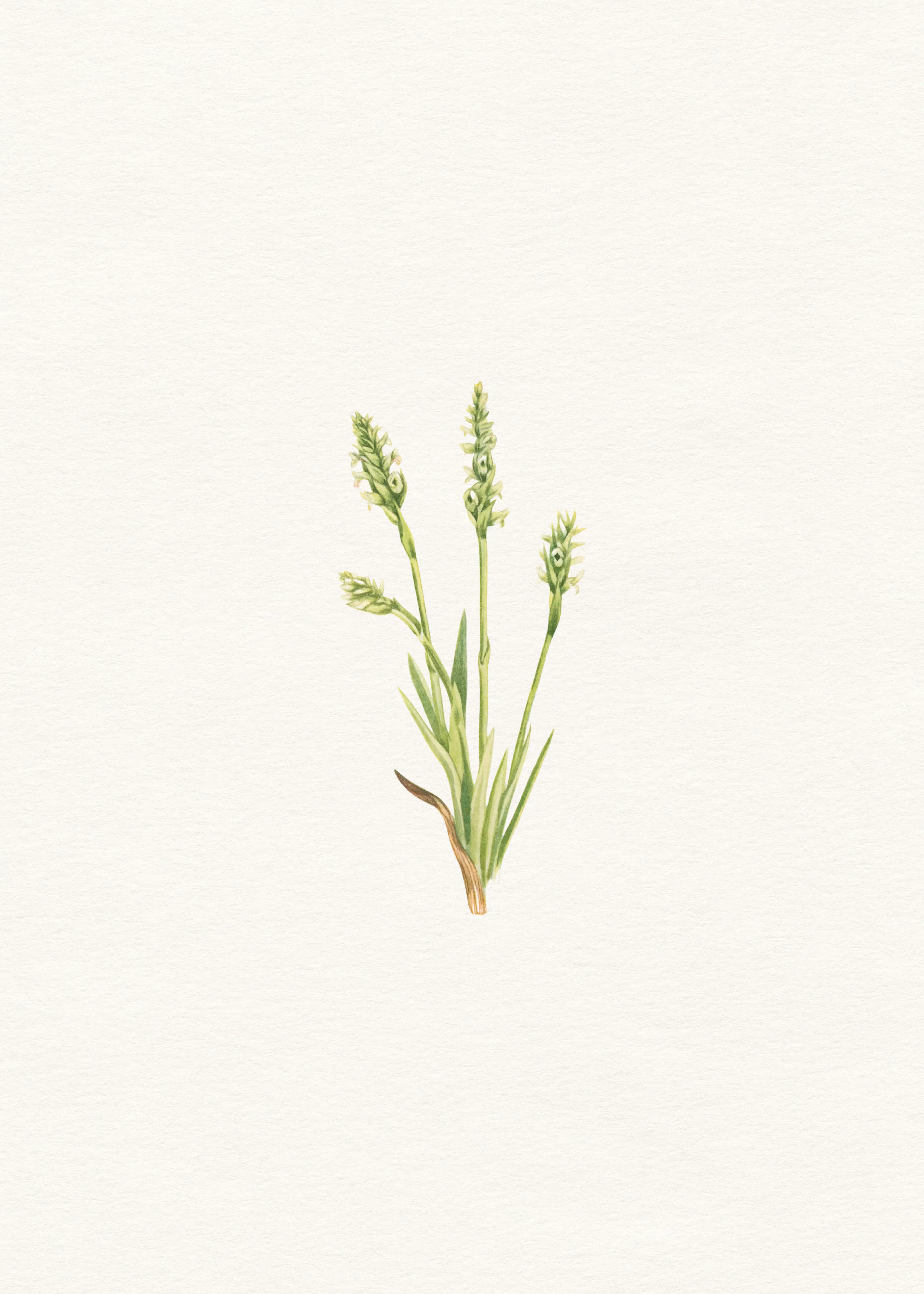 Hierba Silvestre Salvia Póster 0