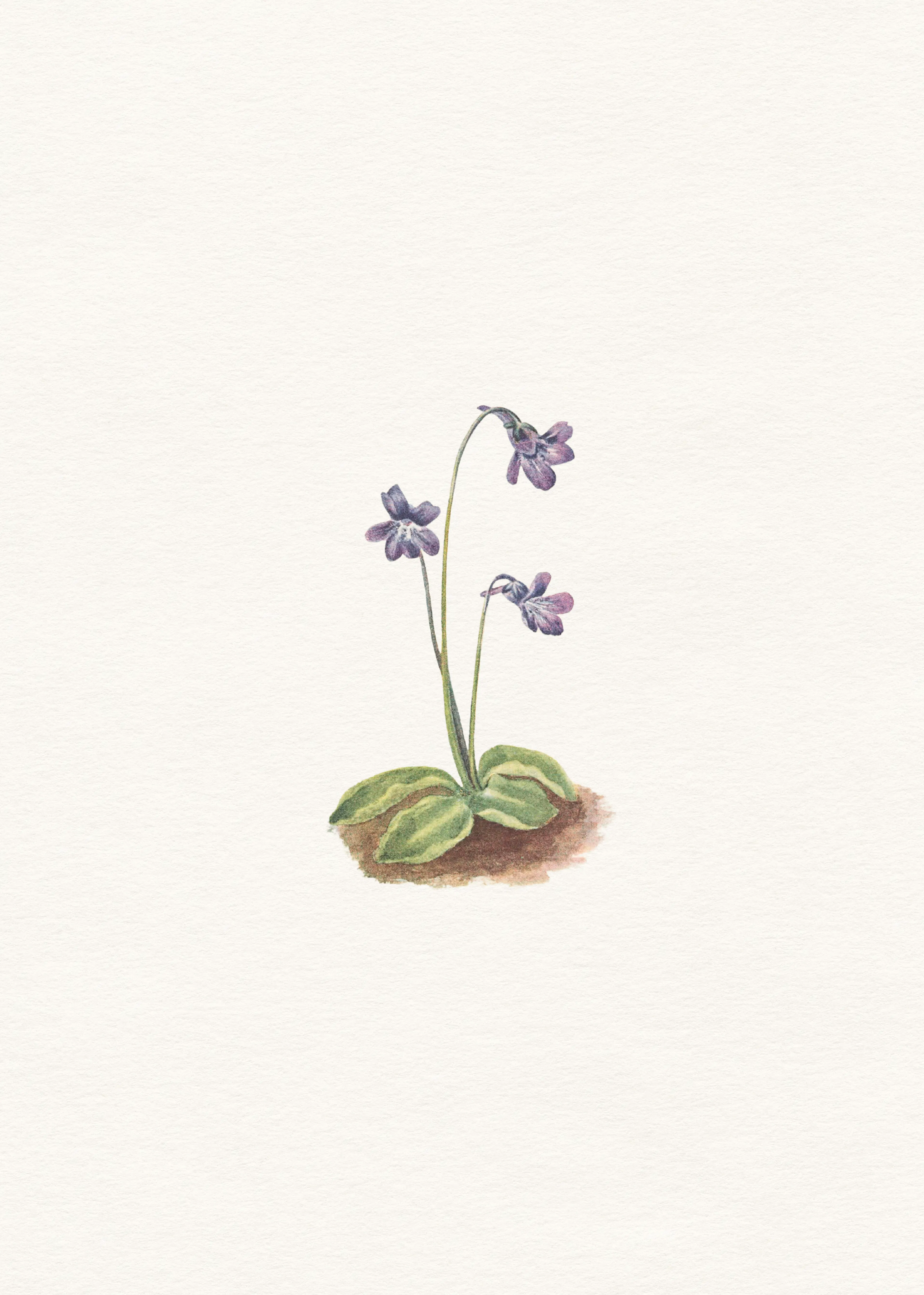 Campanilla Azul Delicada Póster 0