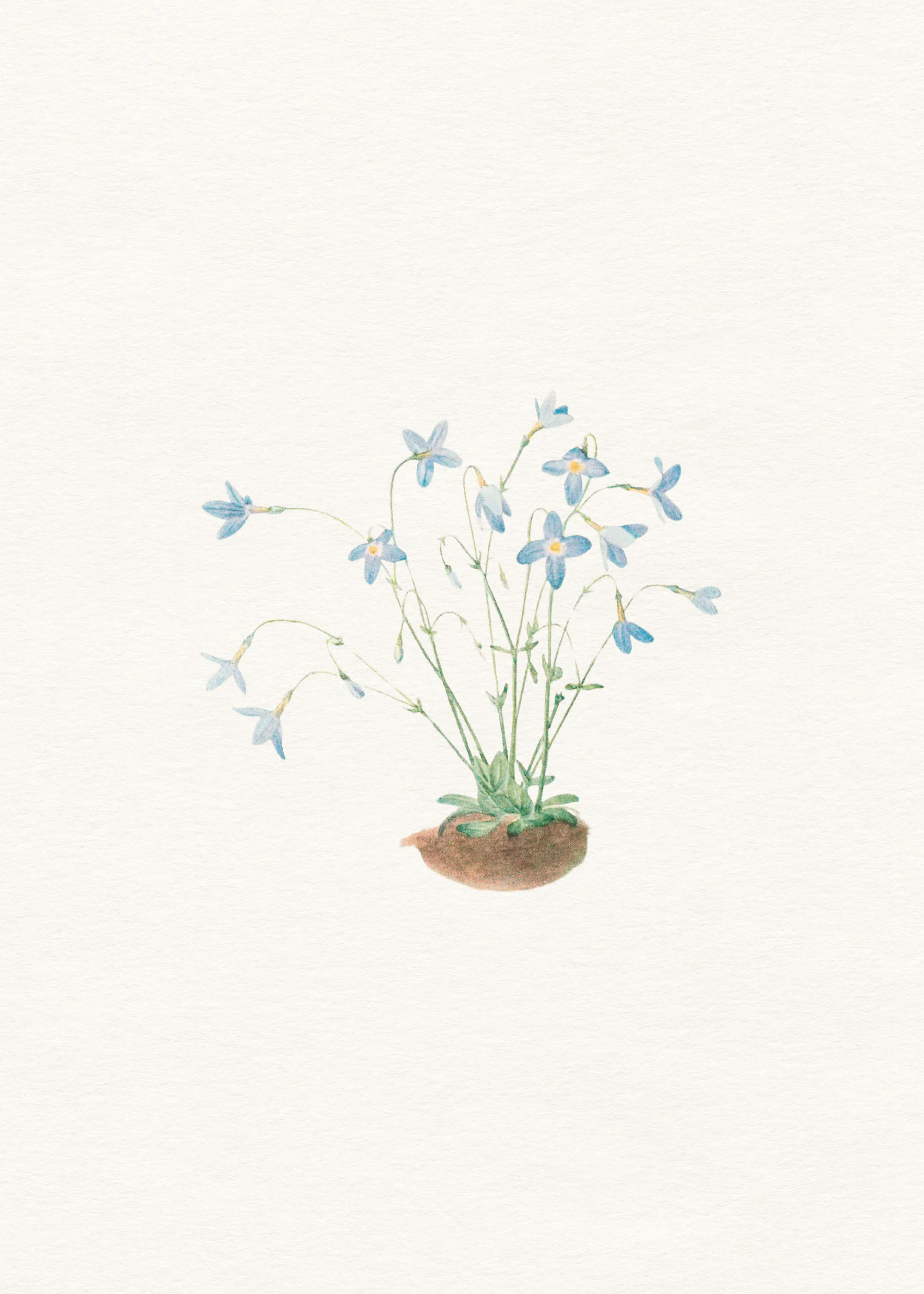 Delicate Blue Flowers Poster 0