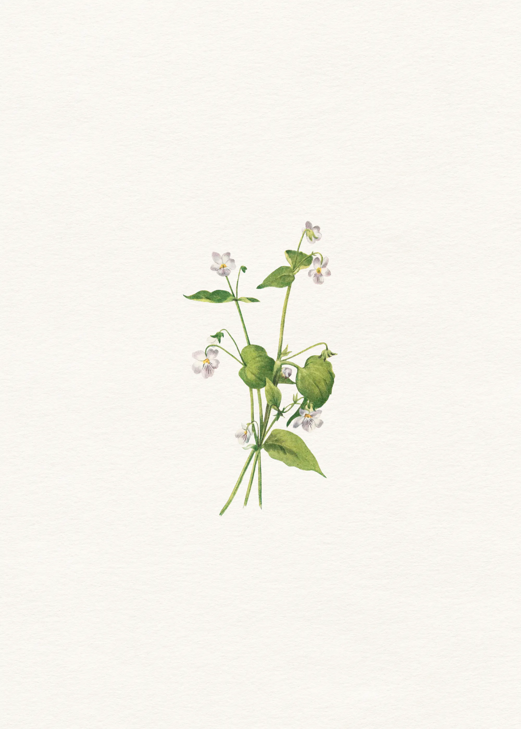 Green Delicate Wildflower Poster 0
