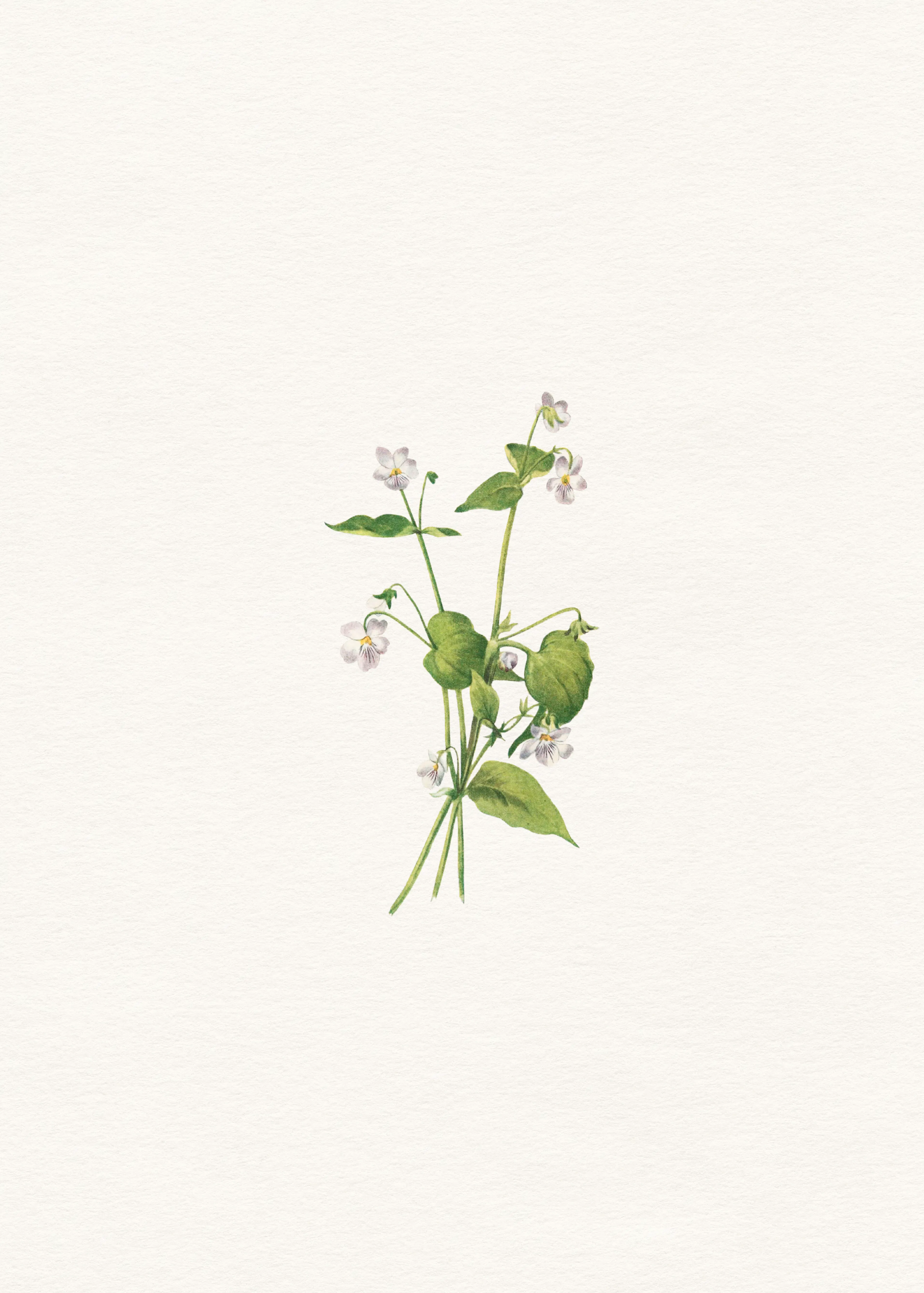 Green Delicate Wildflower Poster 0