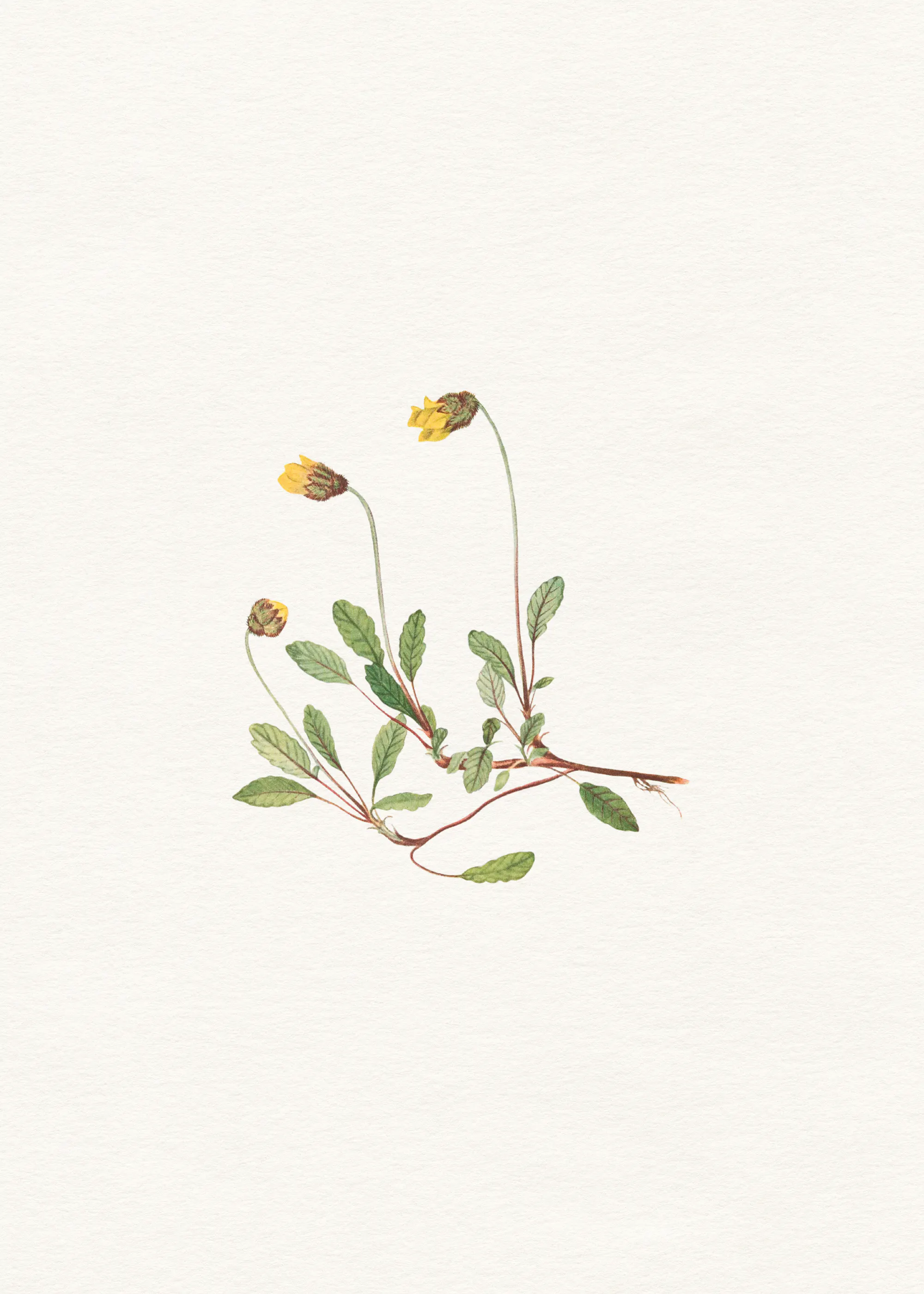 Wildflower Minimalism Poster 0